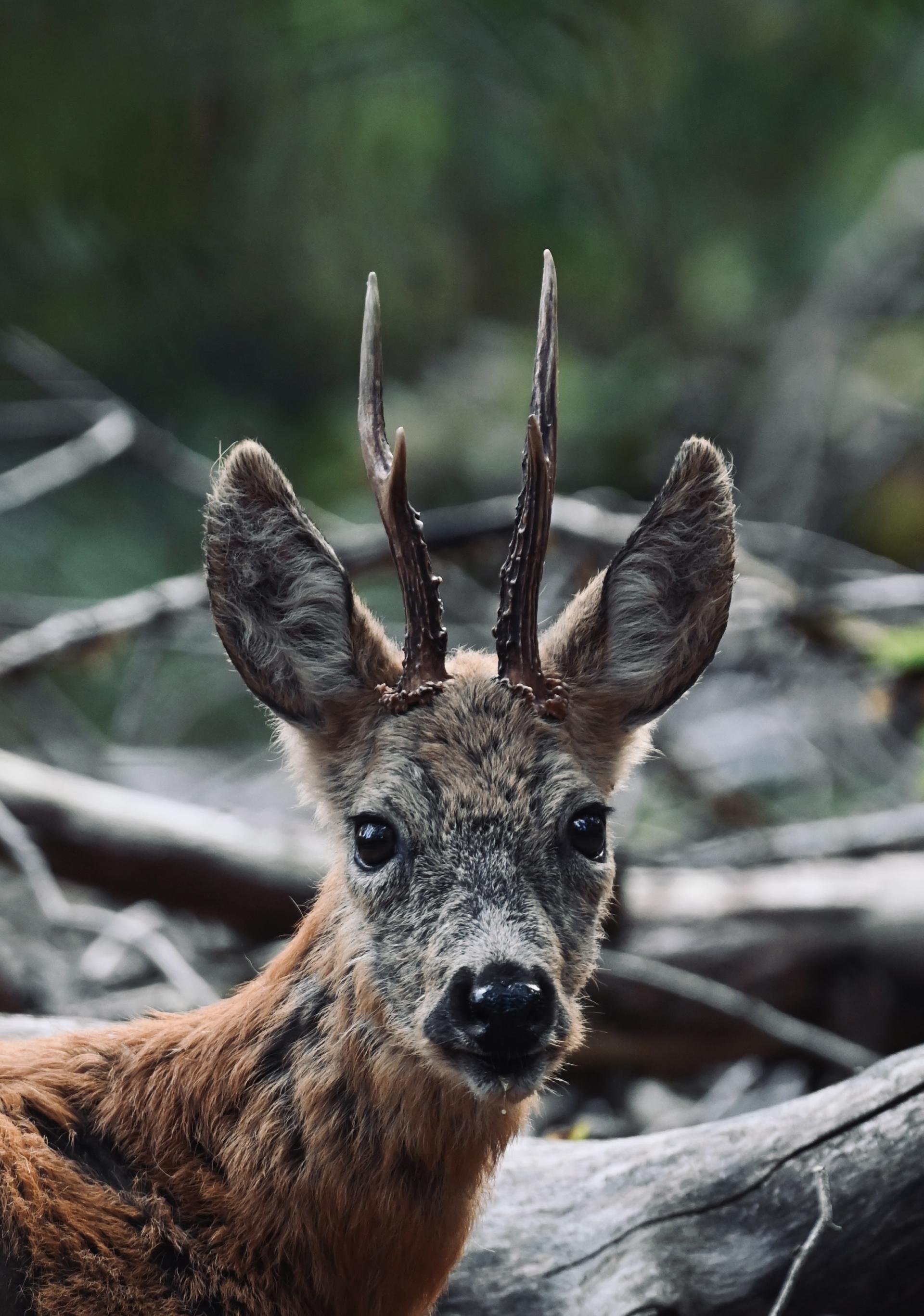 New York Photography Awards Winner - Wildlife and Colors