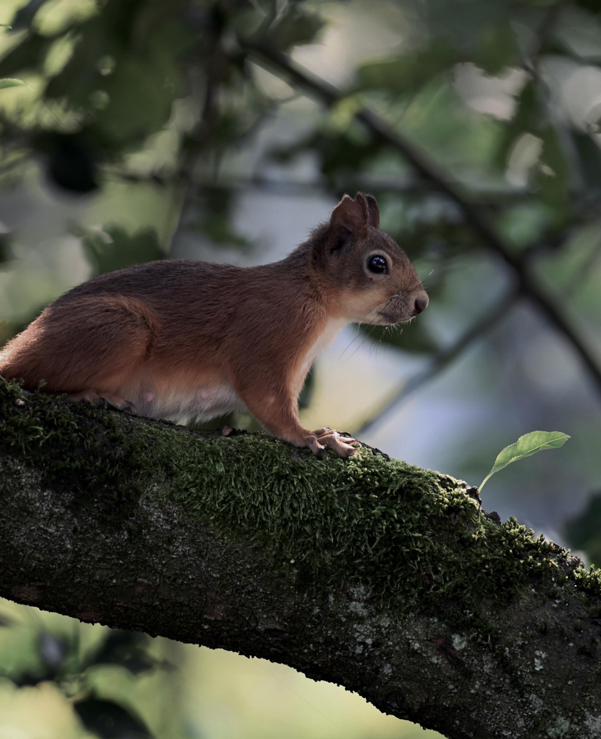 New York Photography Awards Winner - Wildlife and Colors