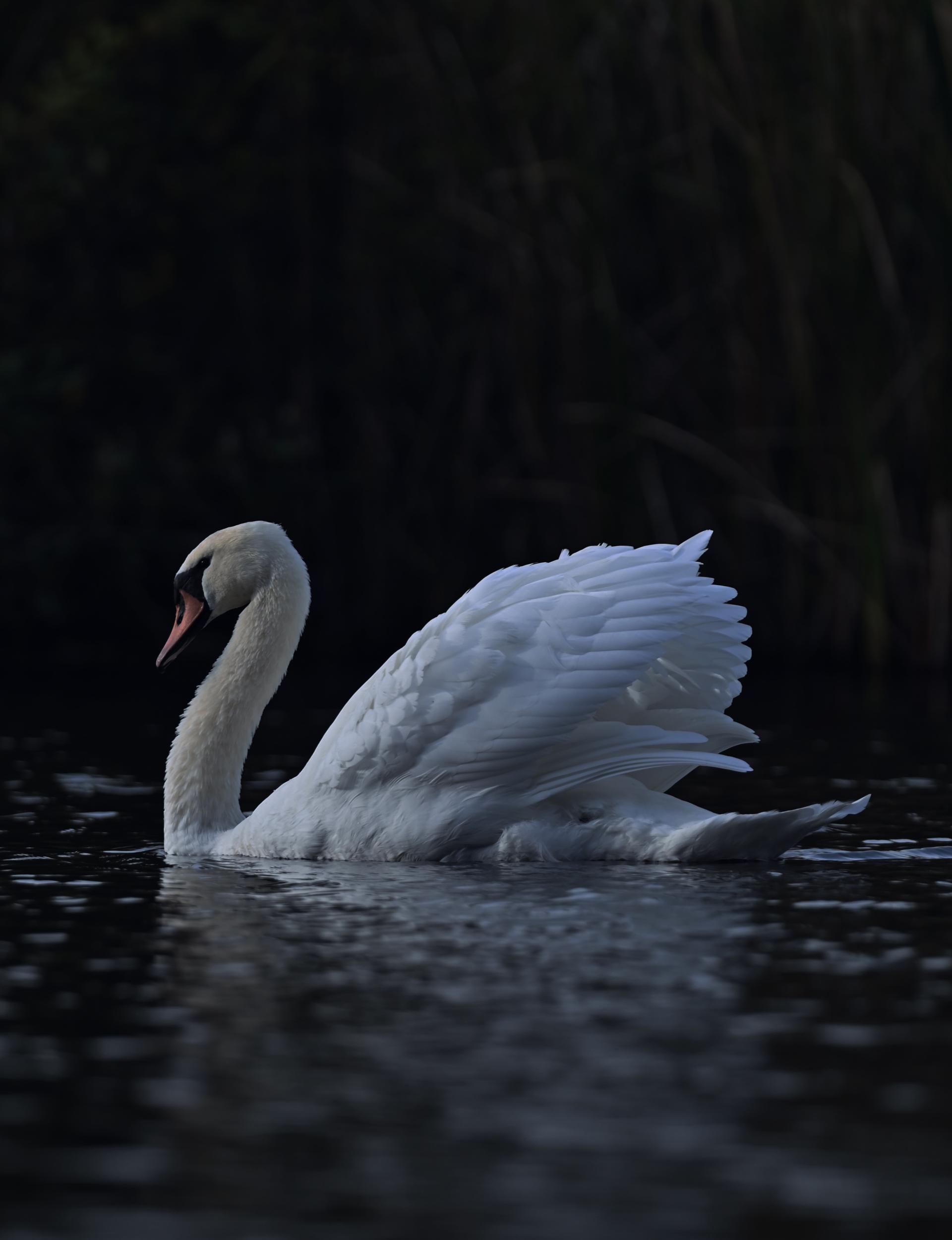 New York Photography Awards Winner - Wildlife and Colors