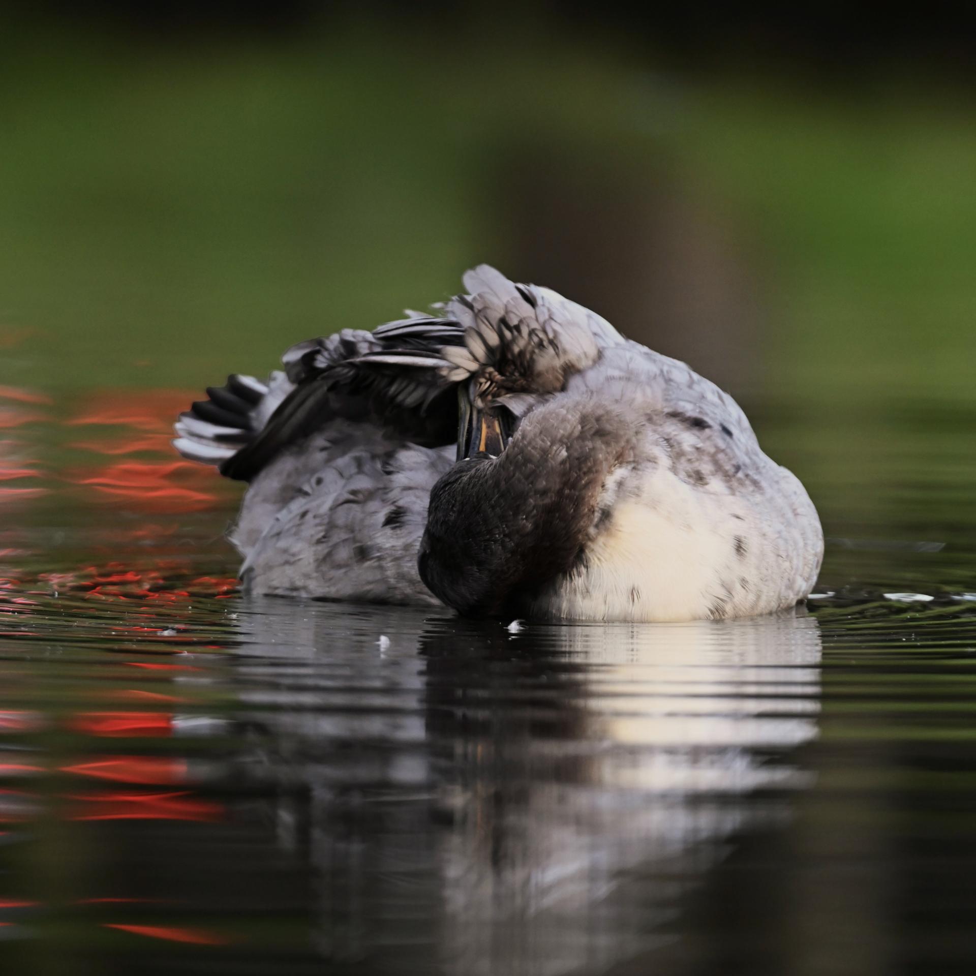 New York Photography Awards Winner - Wildlife and Colors