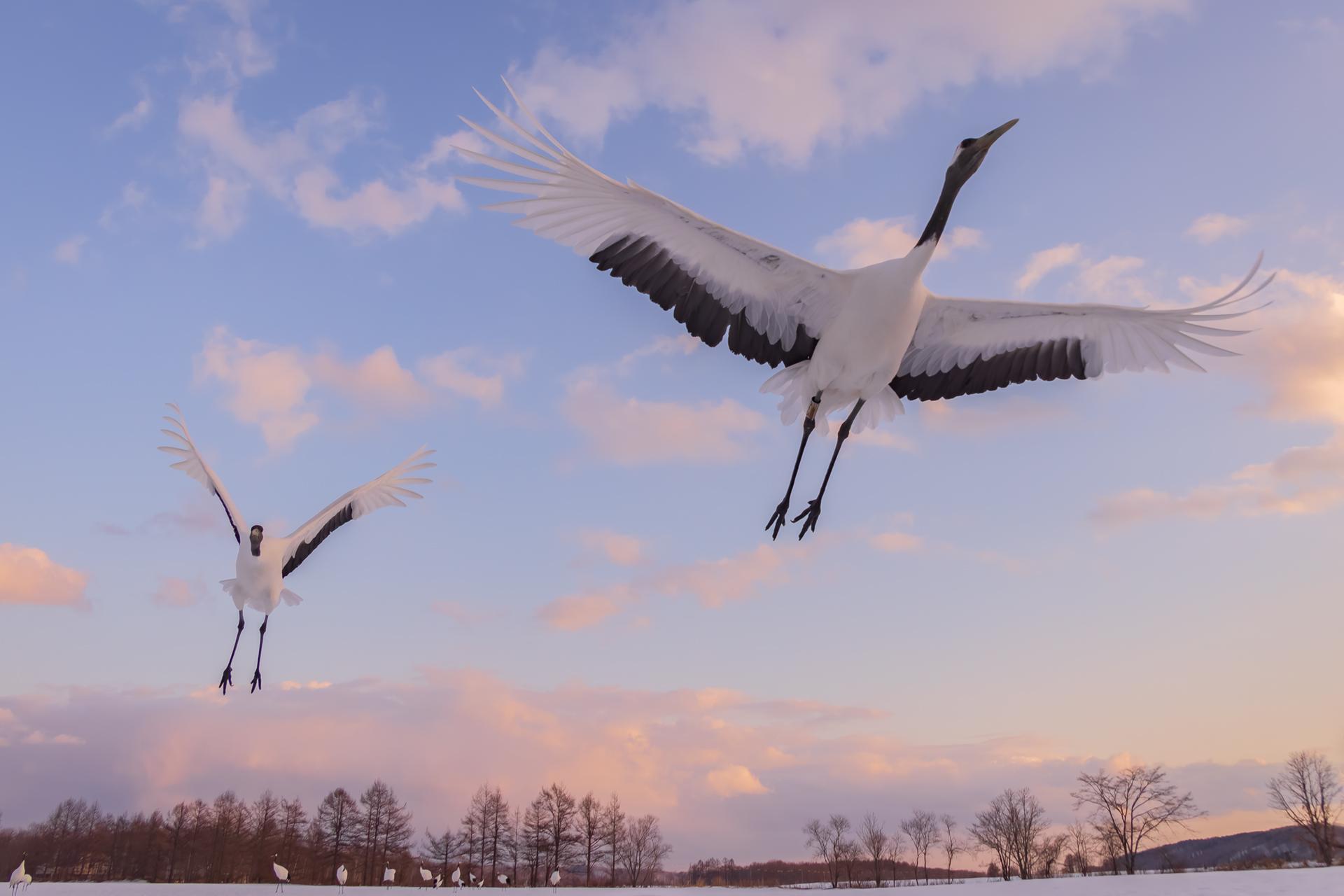 New York Photography Awards Winner - Crane's Sanctuary