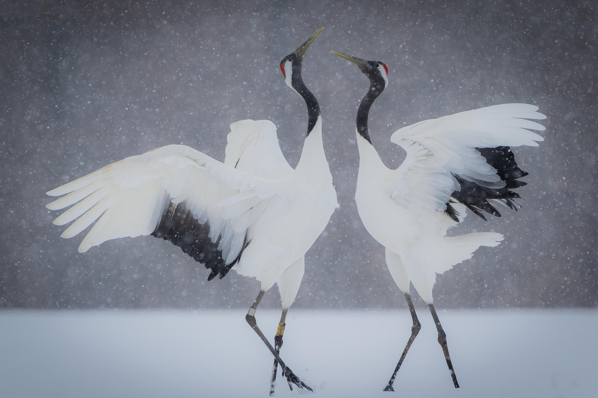 New York Photography Awards Winner - Crane's Sanctuary