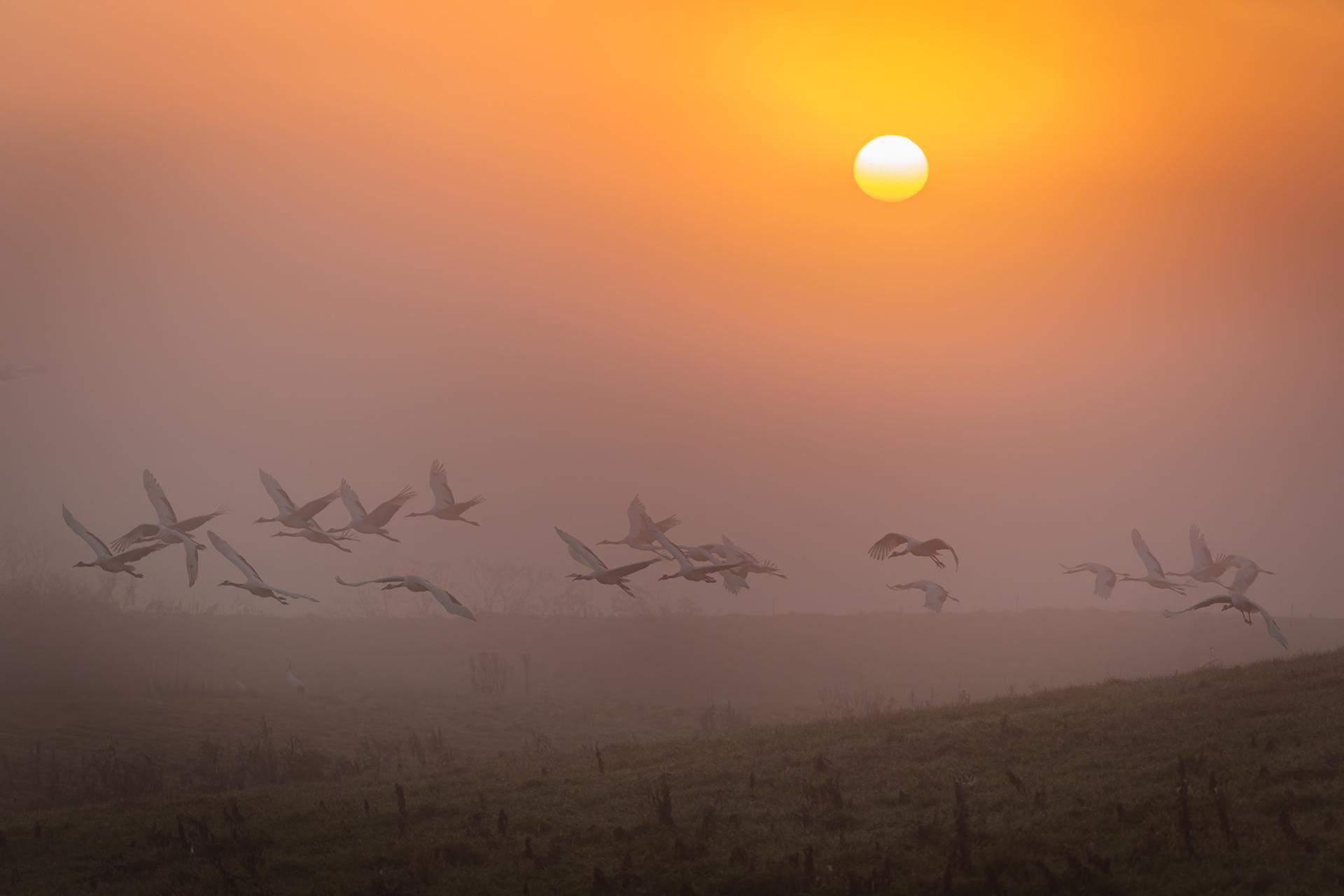 New York Photography Awards Winner - Crane's Sanctuary