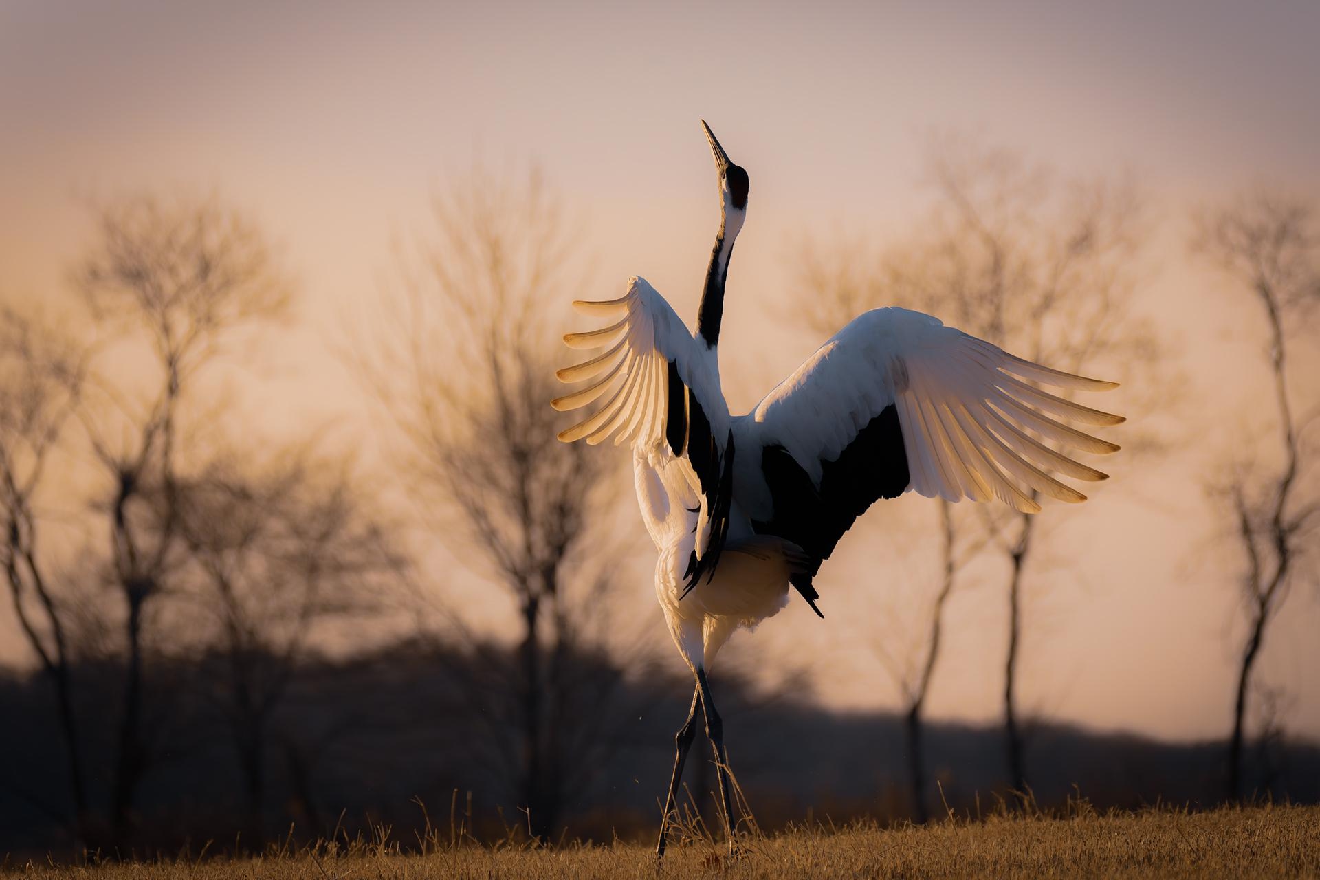 New York Photography Awards Winner - Crane's Sanctuary