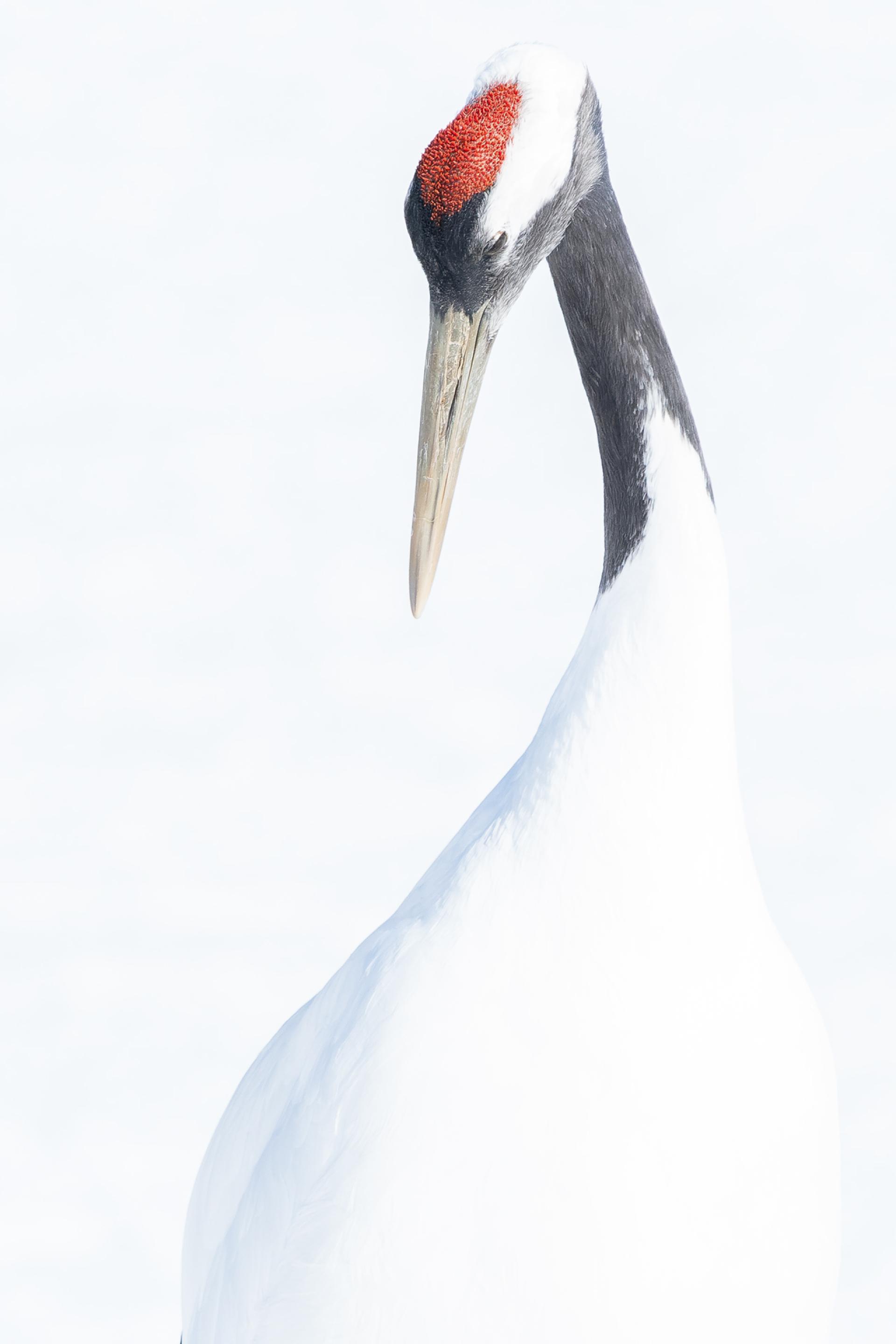 New York Photography Awards Winner - Crane's Sanctuary