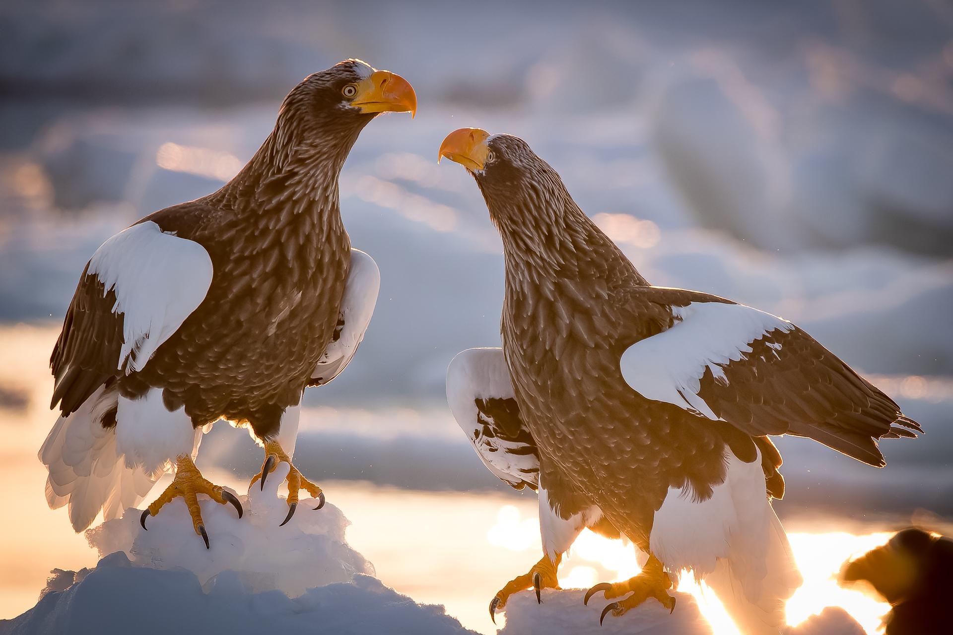 New York Photography Awards Winner - Ice world & eagles