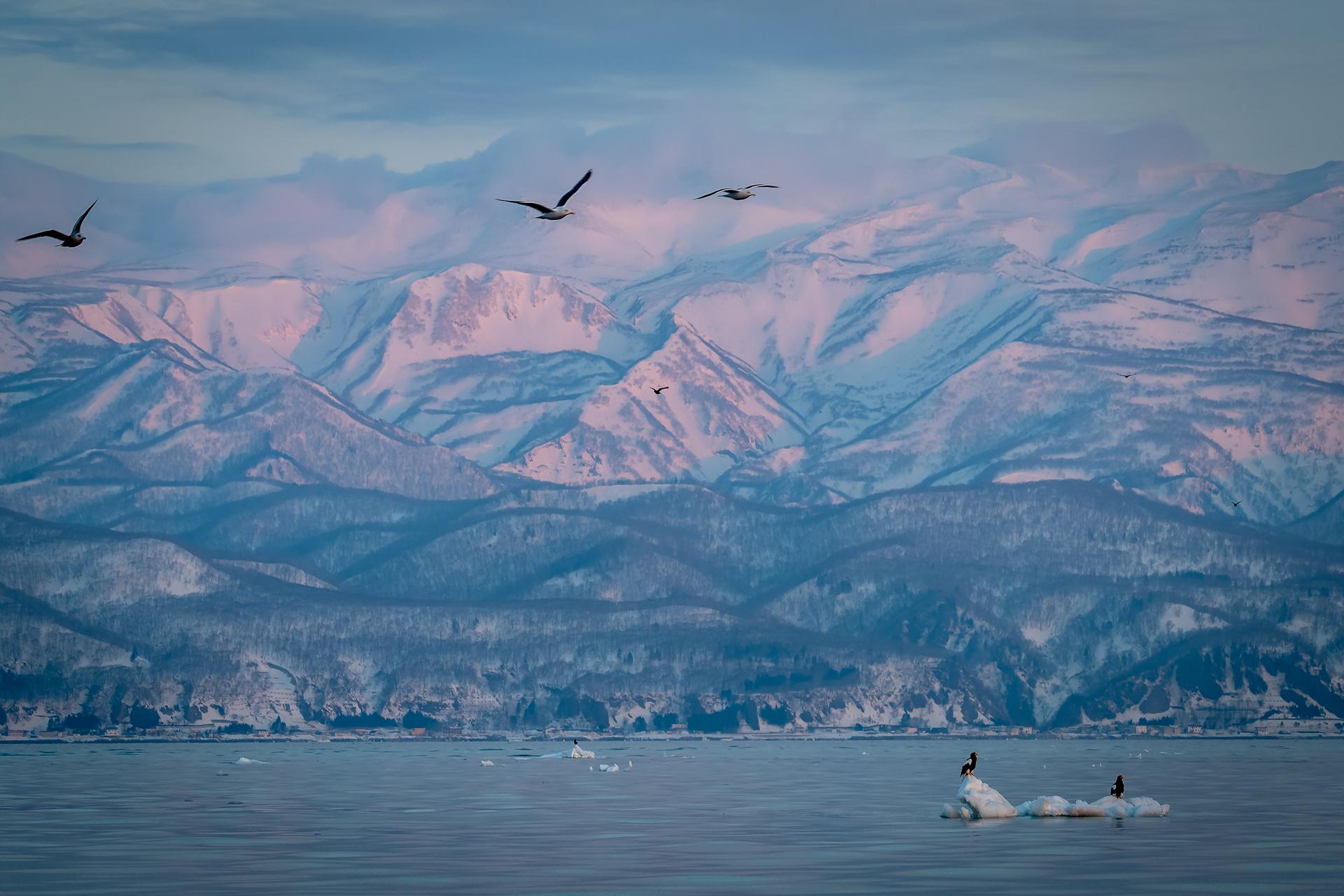 New York Photography Awards Winner - Ice world & eagles