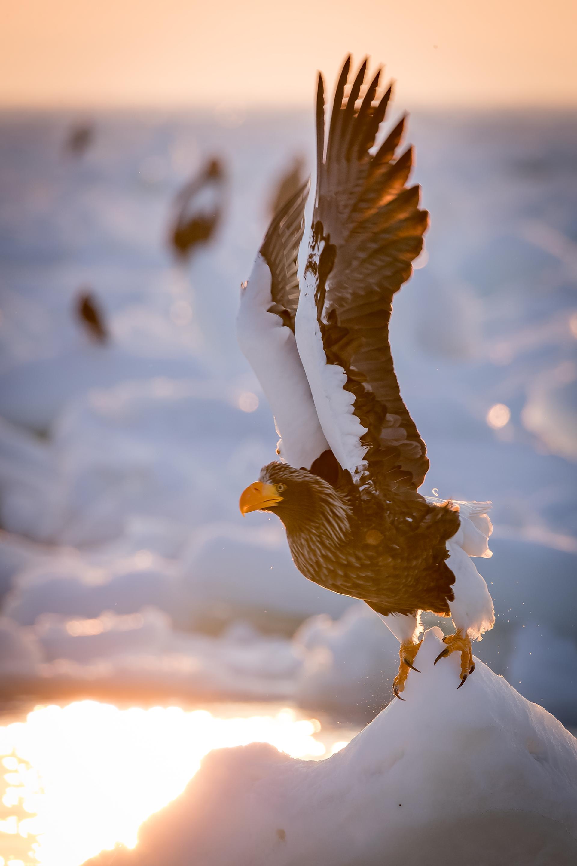 New York Photography Awards Winner - Ice world & eagles