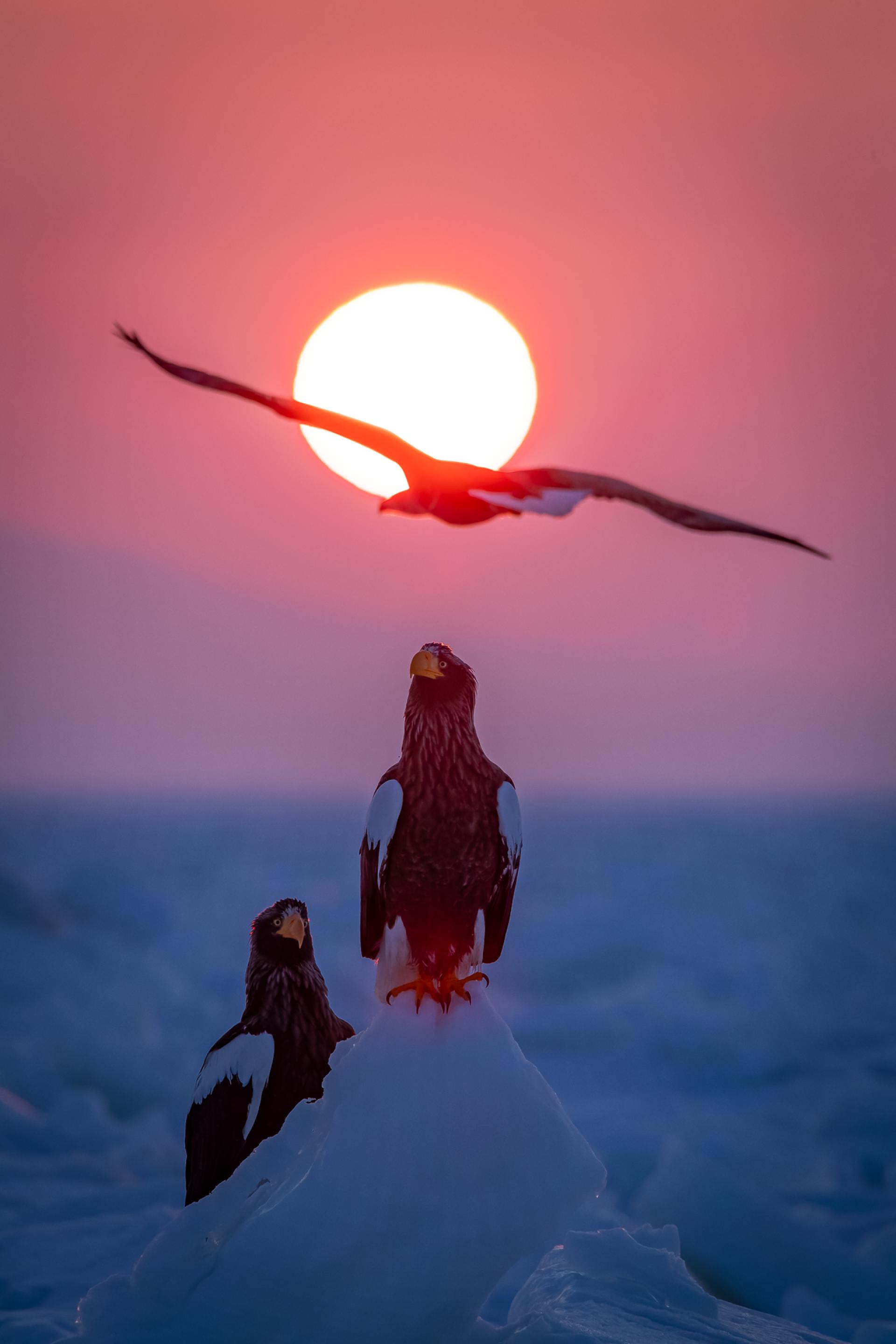 New York Photography Awards Winner - Ice world & eagles