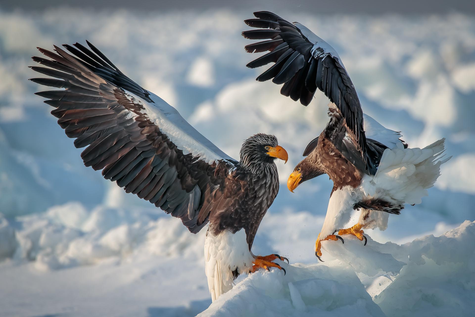 New York Photography Awards Winner - Ice world & eagles