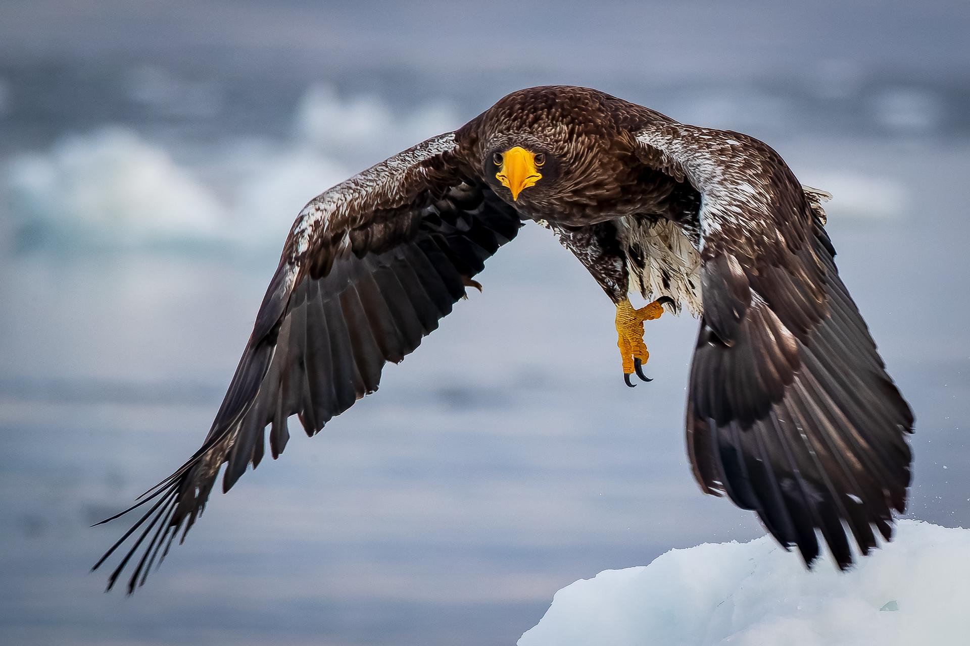 New York Photography Awards Winner - Ice world & eagles