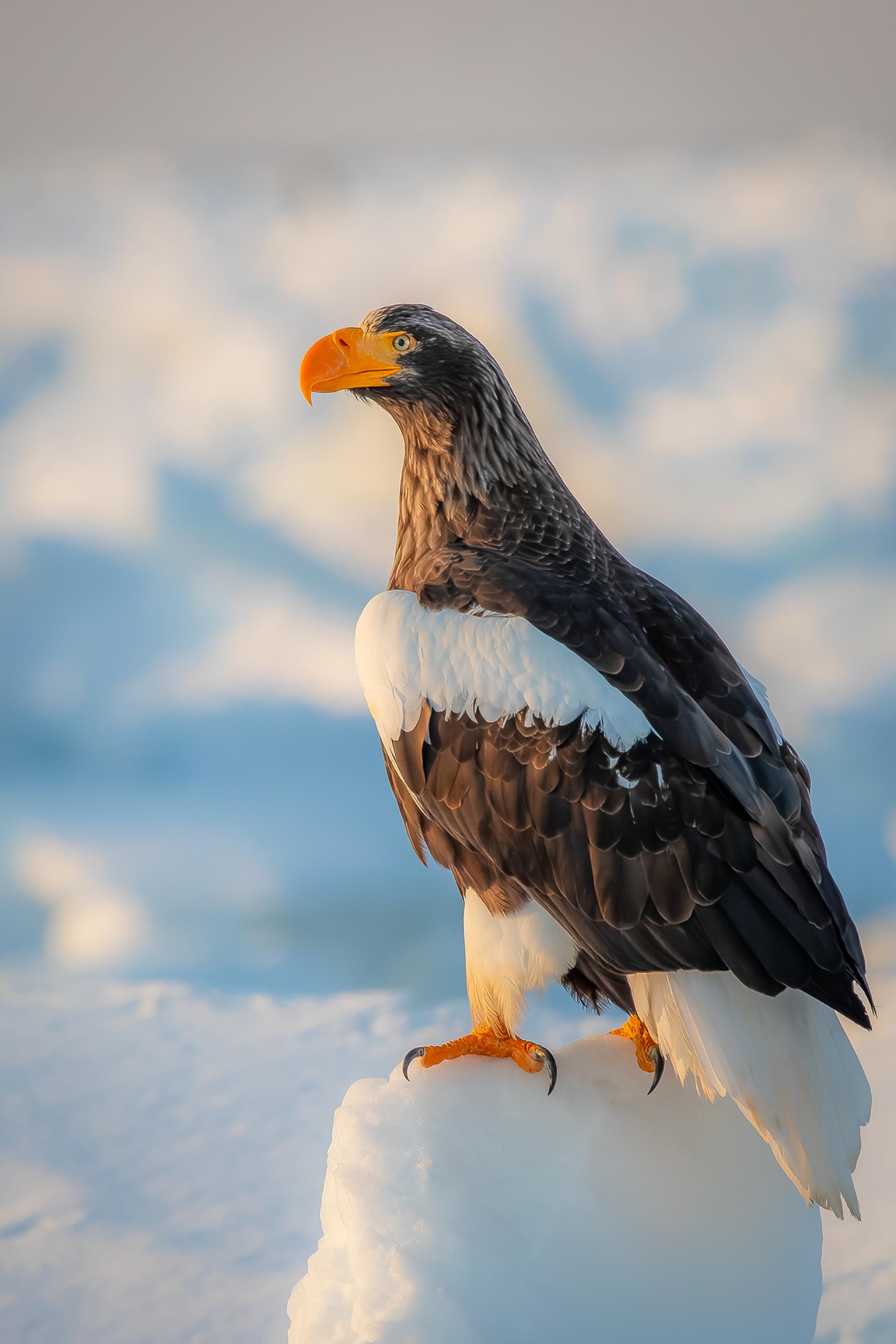 New York Photography Awards Winner - Ice world & eagles