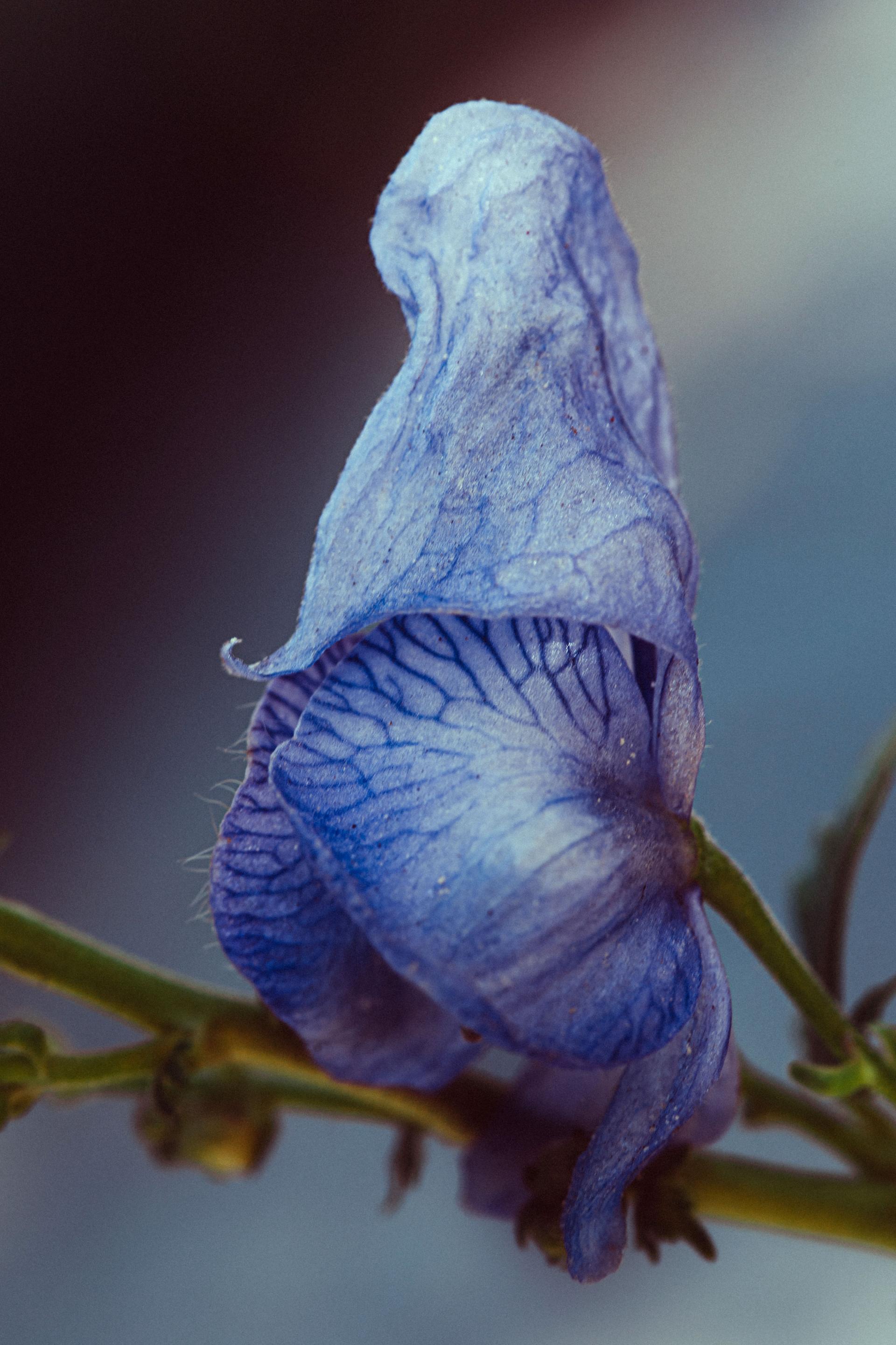 New York Photography Awards Winner - The Bride of the Garden