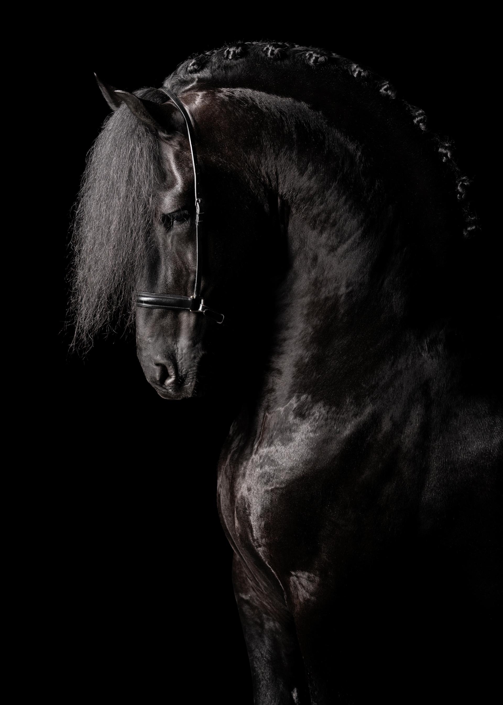 New York Photography Awards Winner - Friesian Beauty