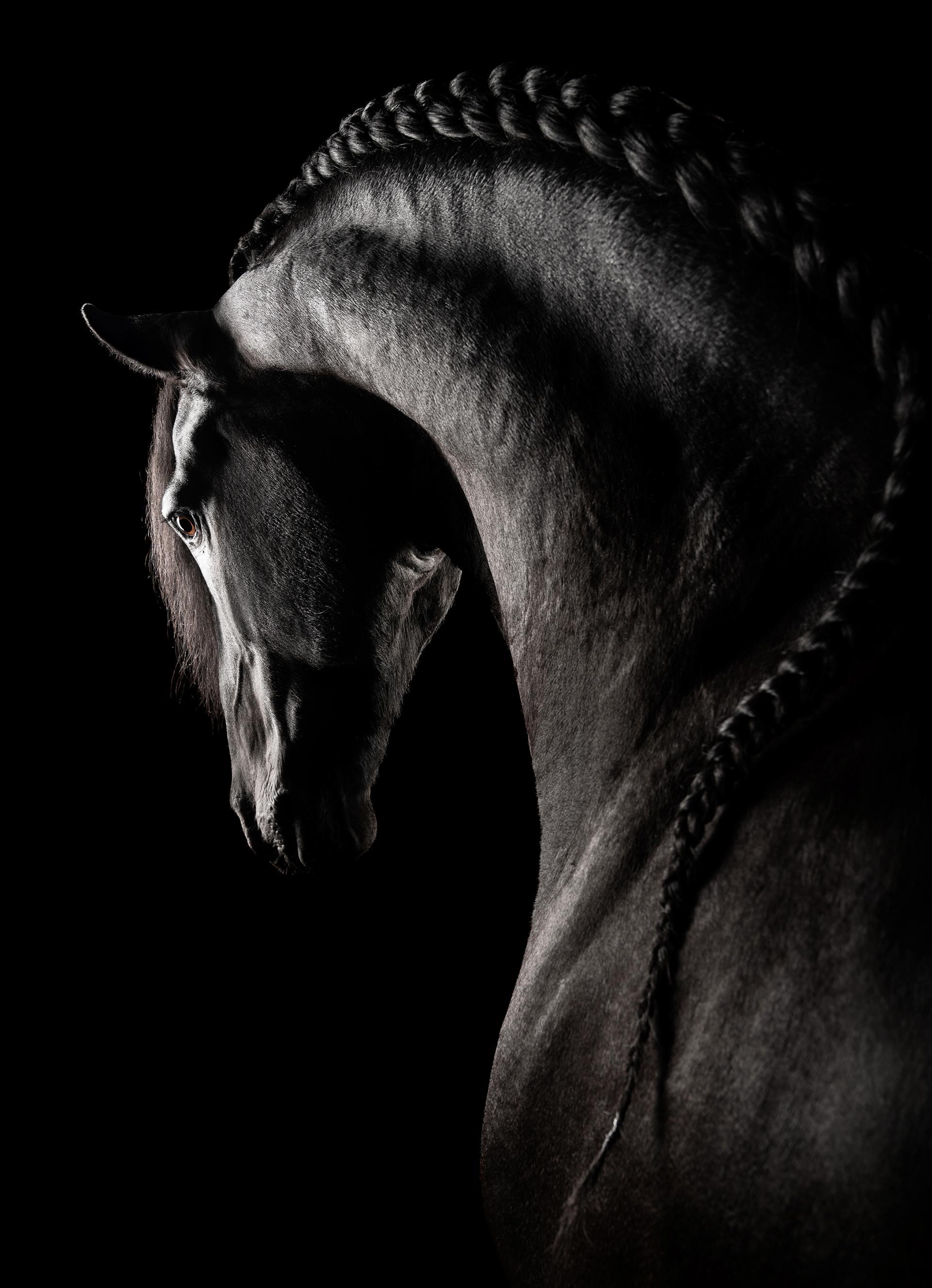 New York Photography Awards Winner - Friesian Beauty