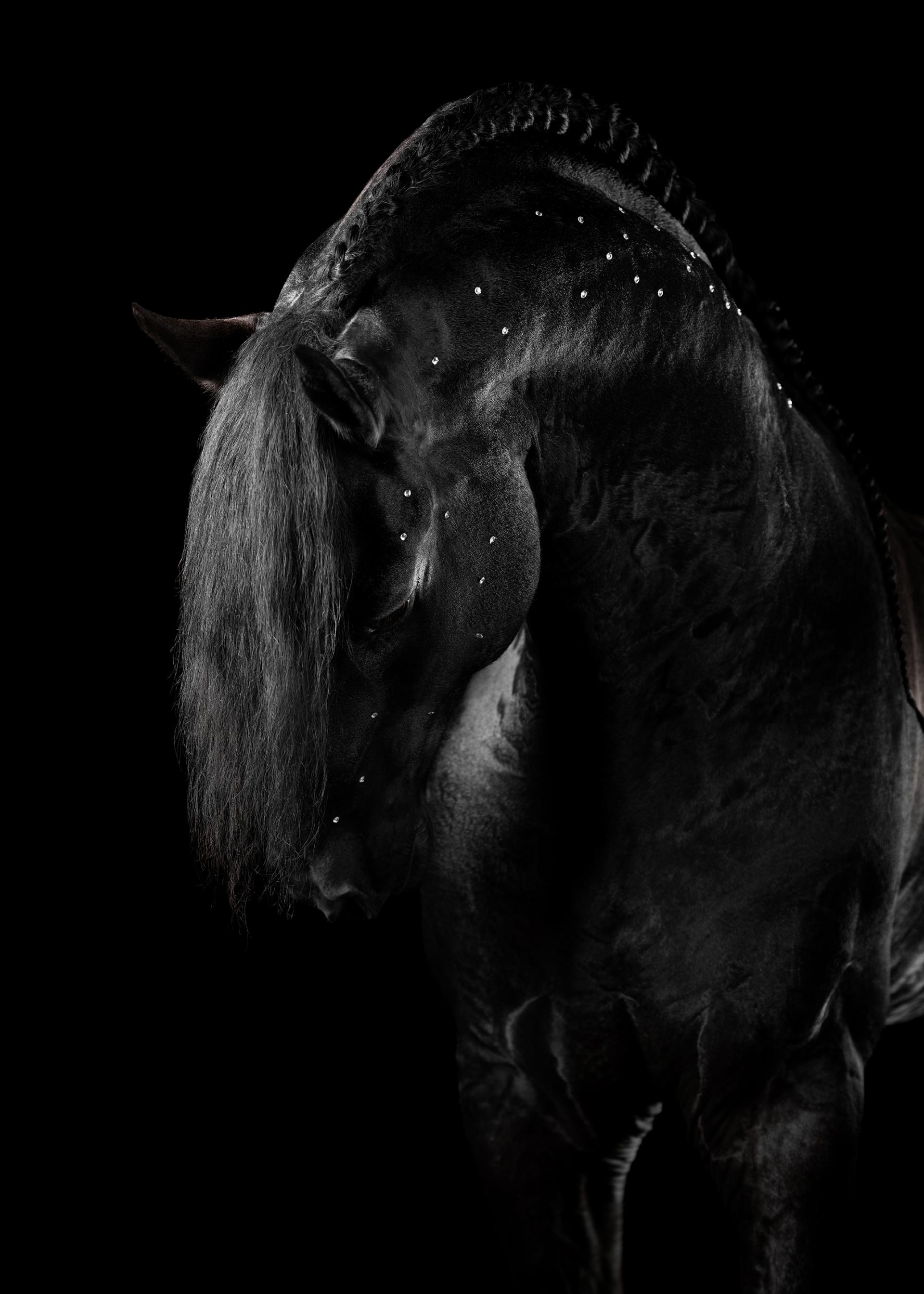 New York Photography Awards Winner - Friesian Beauty