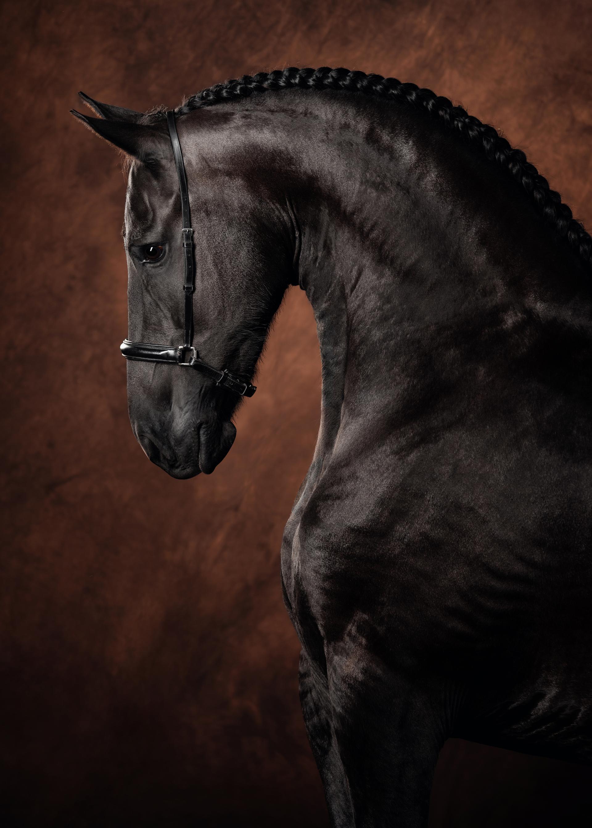 New York Photography Awards Winner - Friesian Beauty