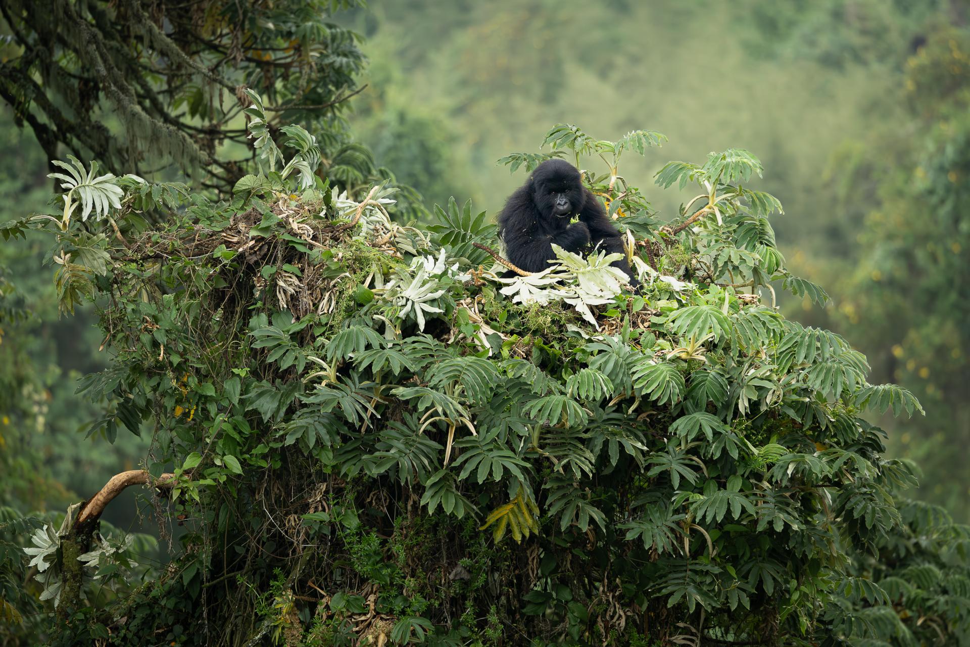 New York Photography Awards Winner - Breakfast at the nest