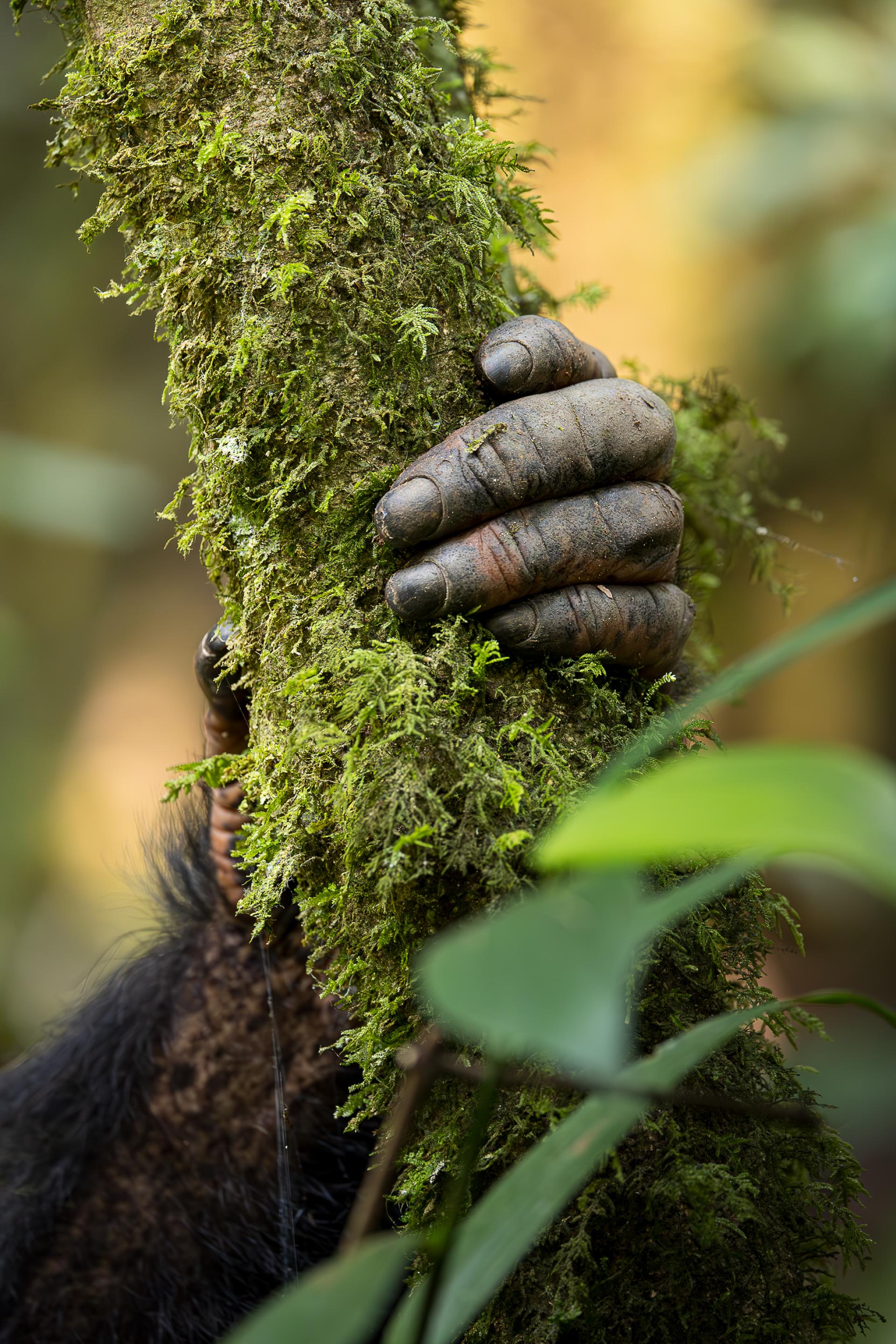 New York Photography Awards Winner - Natural link