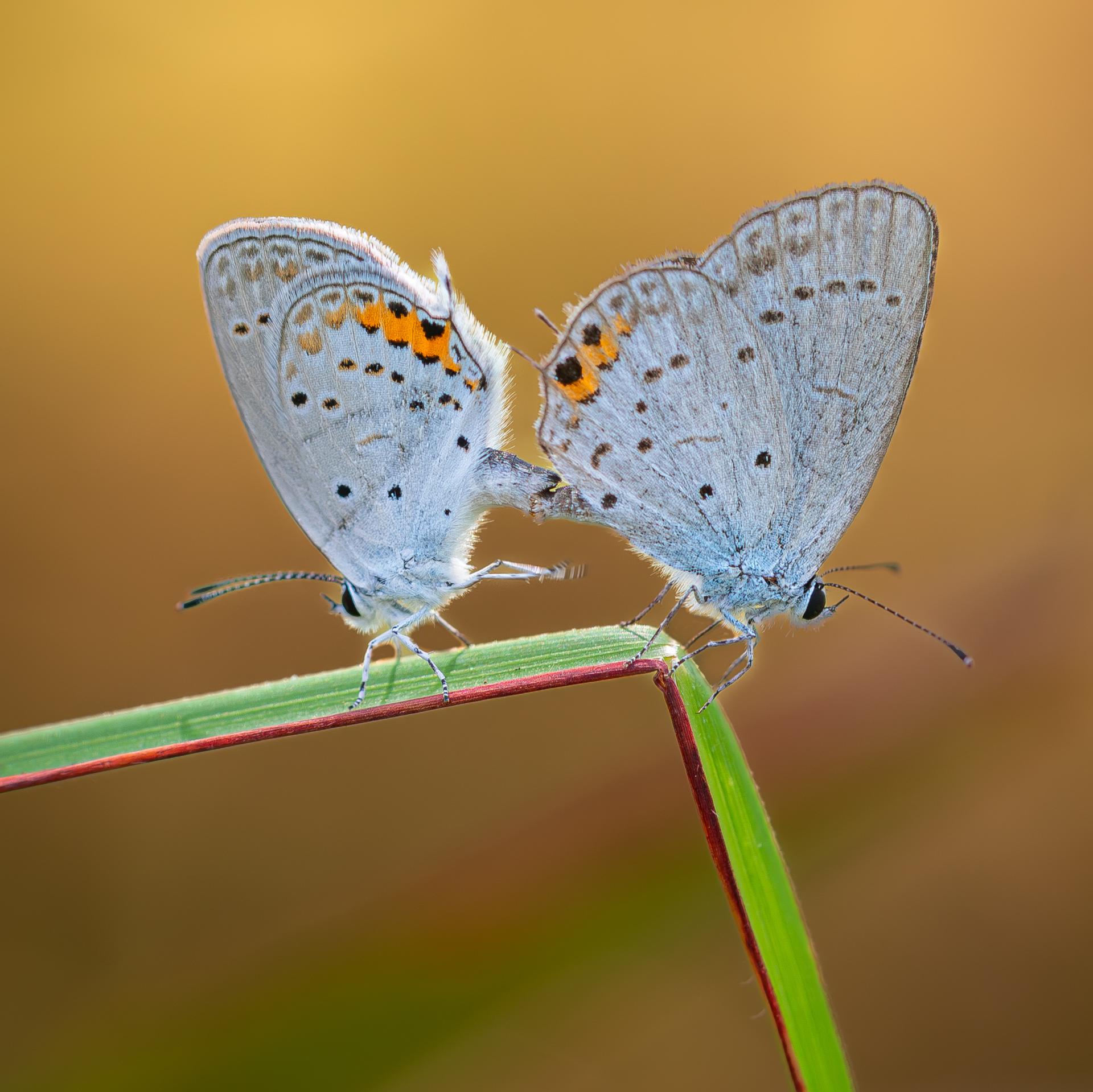 New York Photography Awards Winner - Butterflies that connect lives