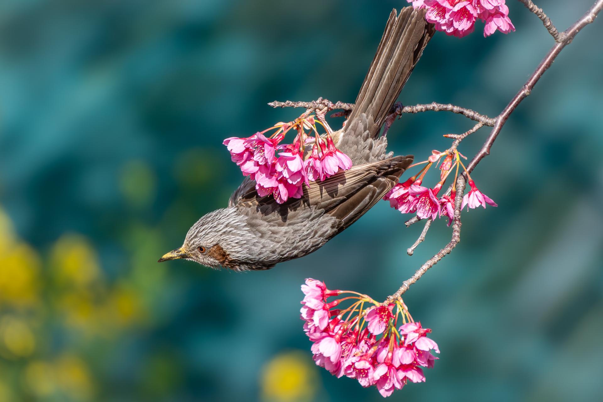 New York Photography Awards Winner - Let's go!!