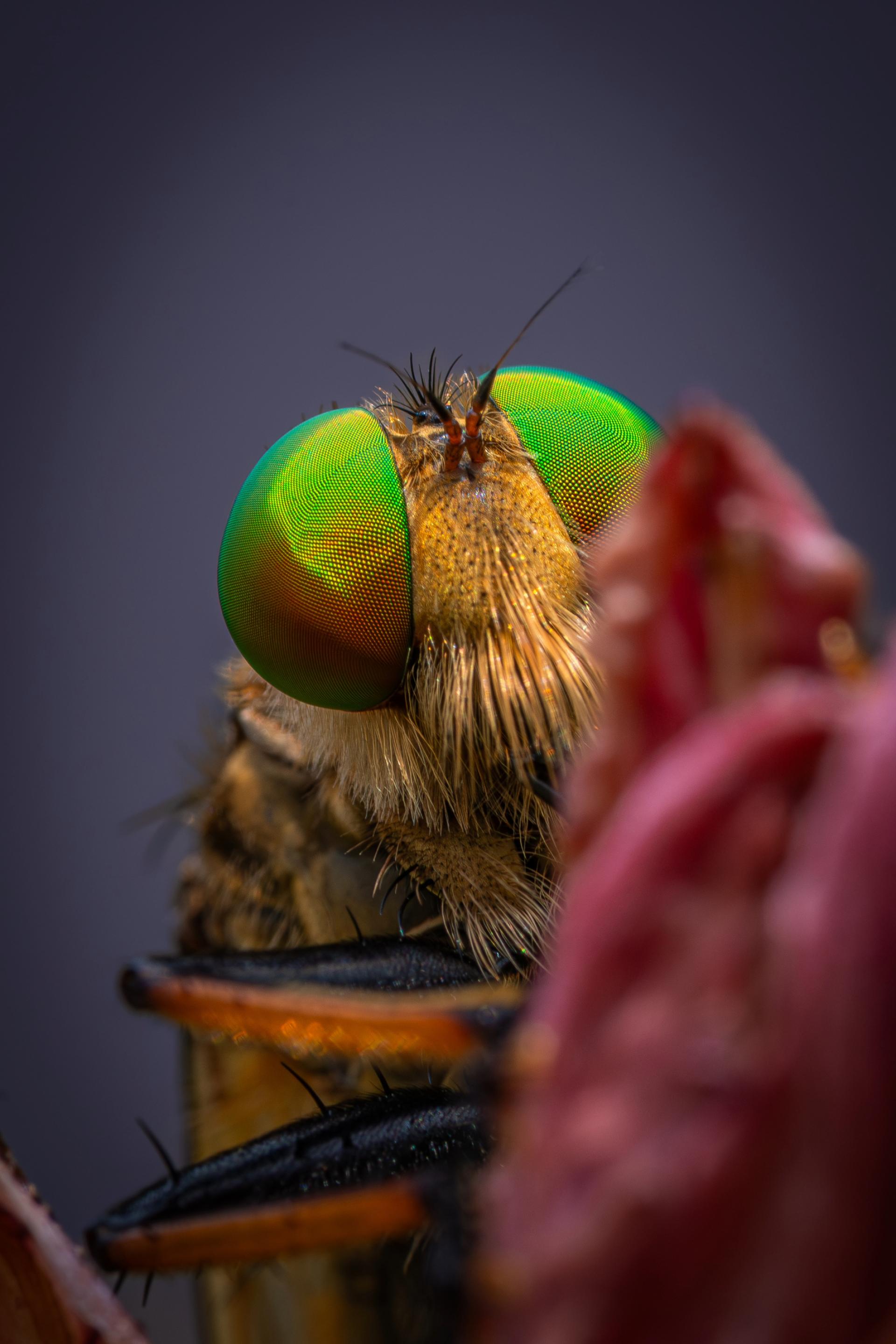 New York Photography Awards Winner - The beauty of insects that you don't usually see