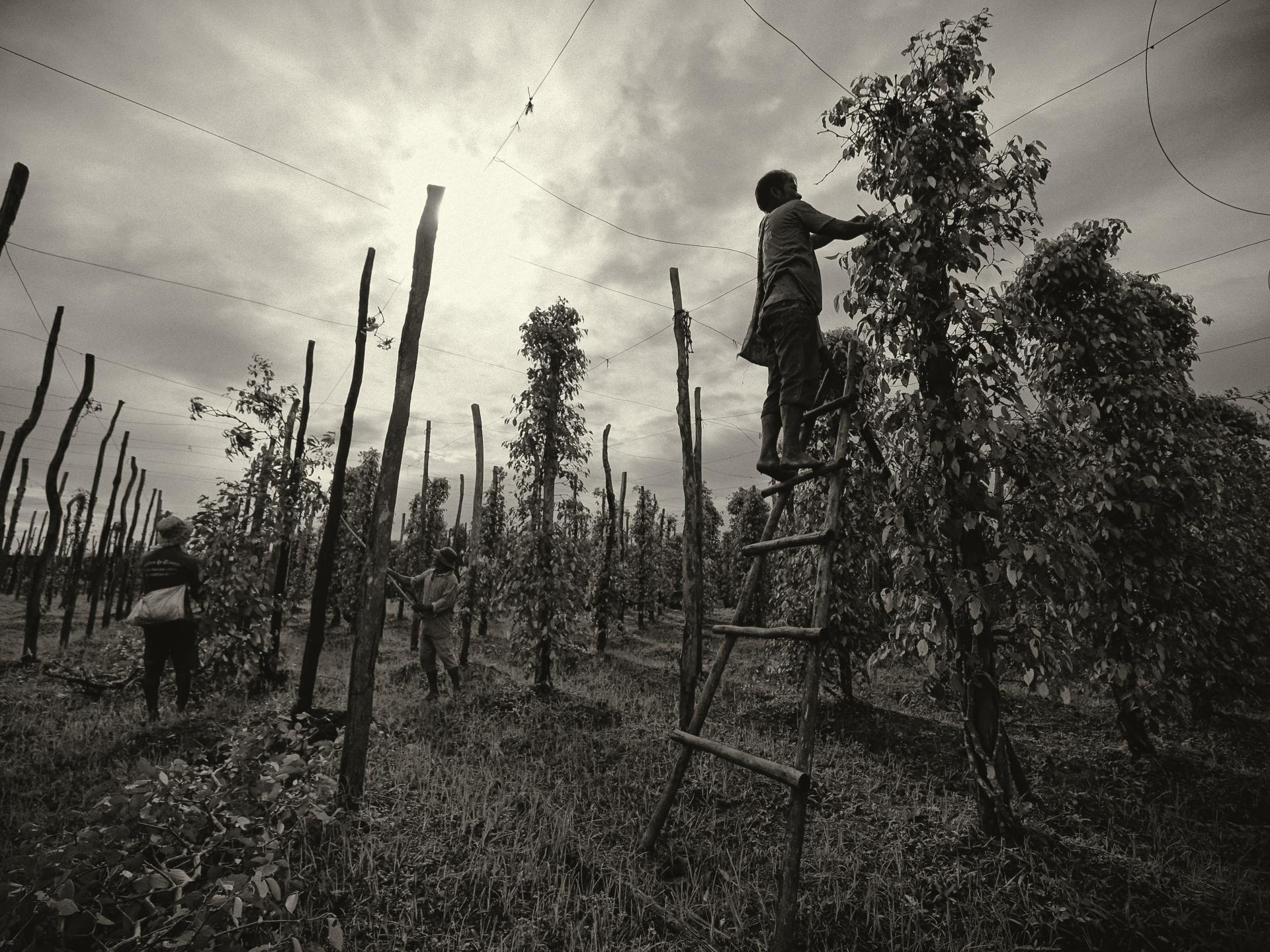 New York Photography Awards Winner - Kampot pepper fields and family