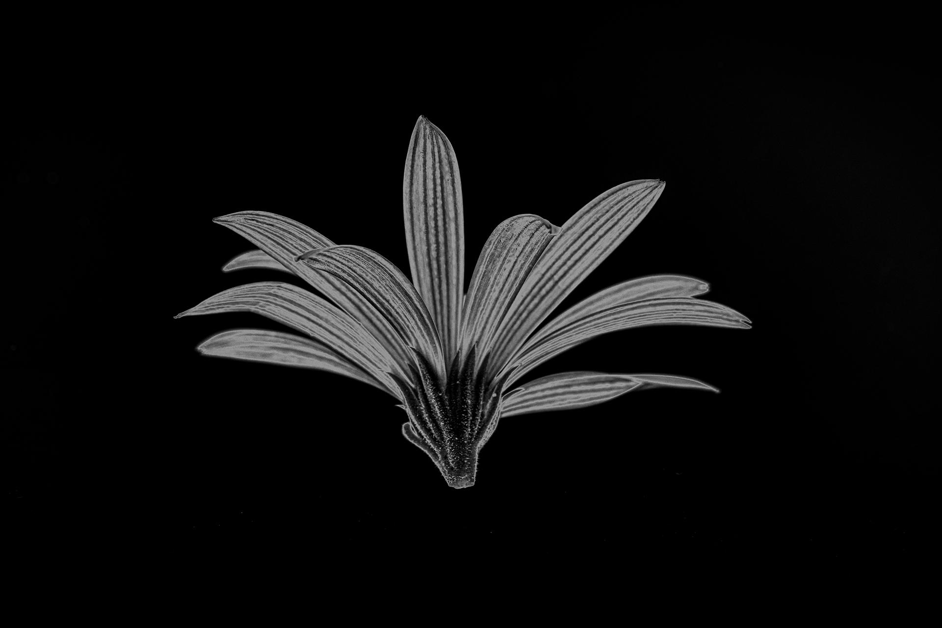 New York Photography Awards Winner - Solarized Flora
