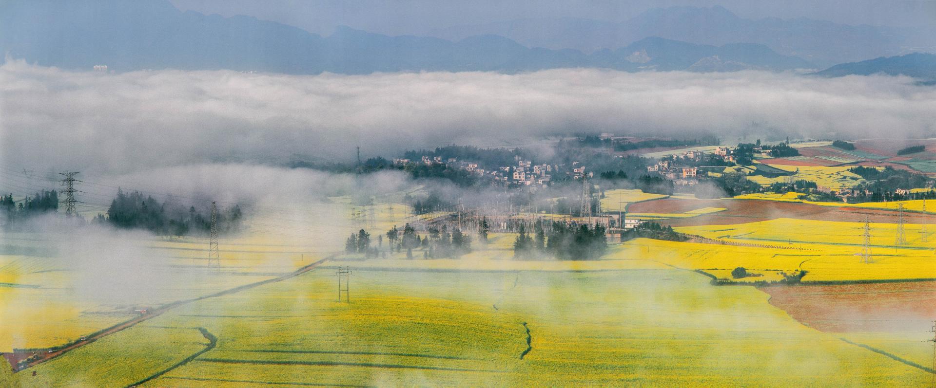 New York Photography Awards Winner - Canola flowers sea 