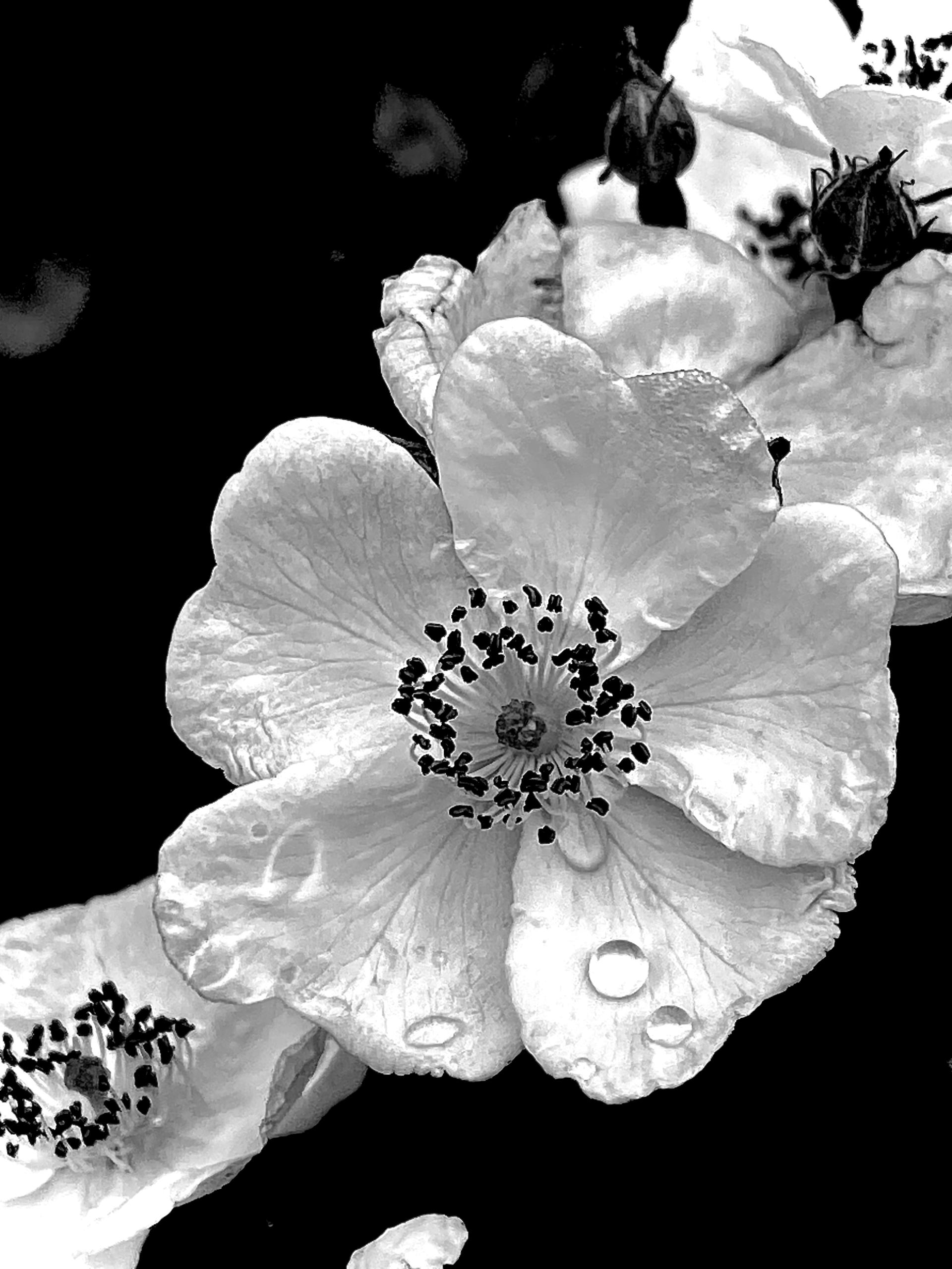 New York Photography Awards Winner - Flowers in white 