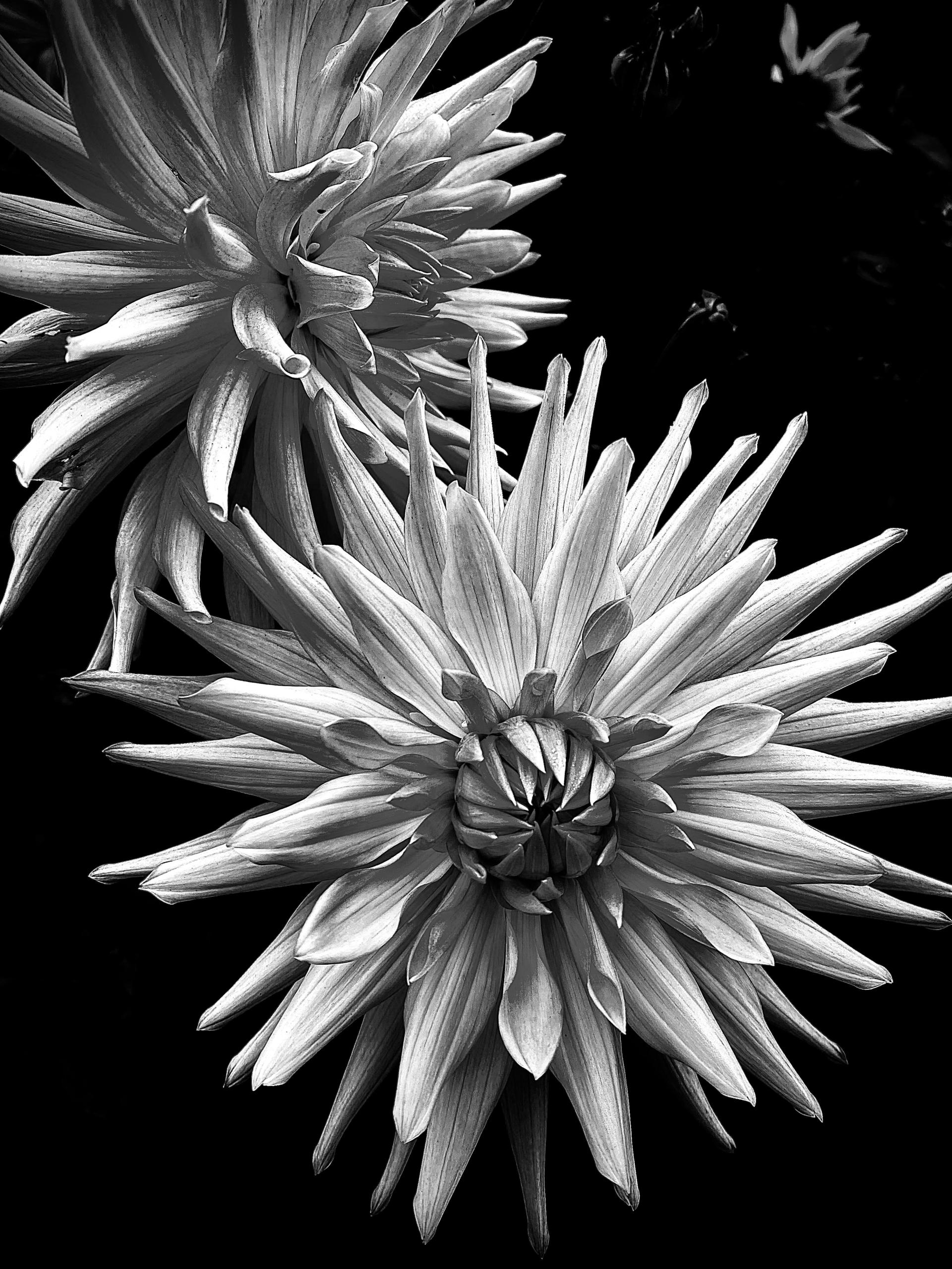 New York Photography Awards Winner - Flowers in white 