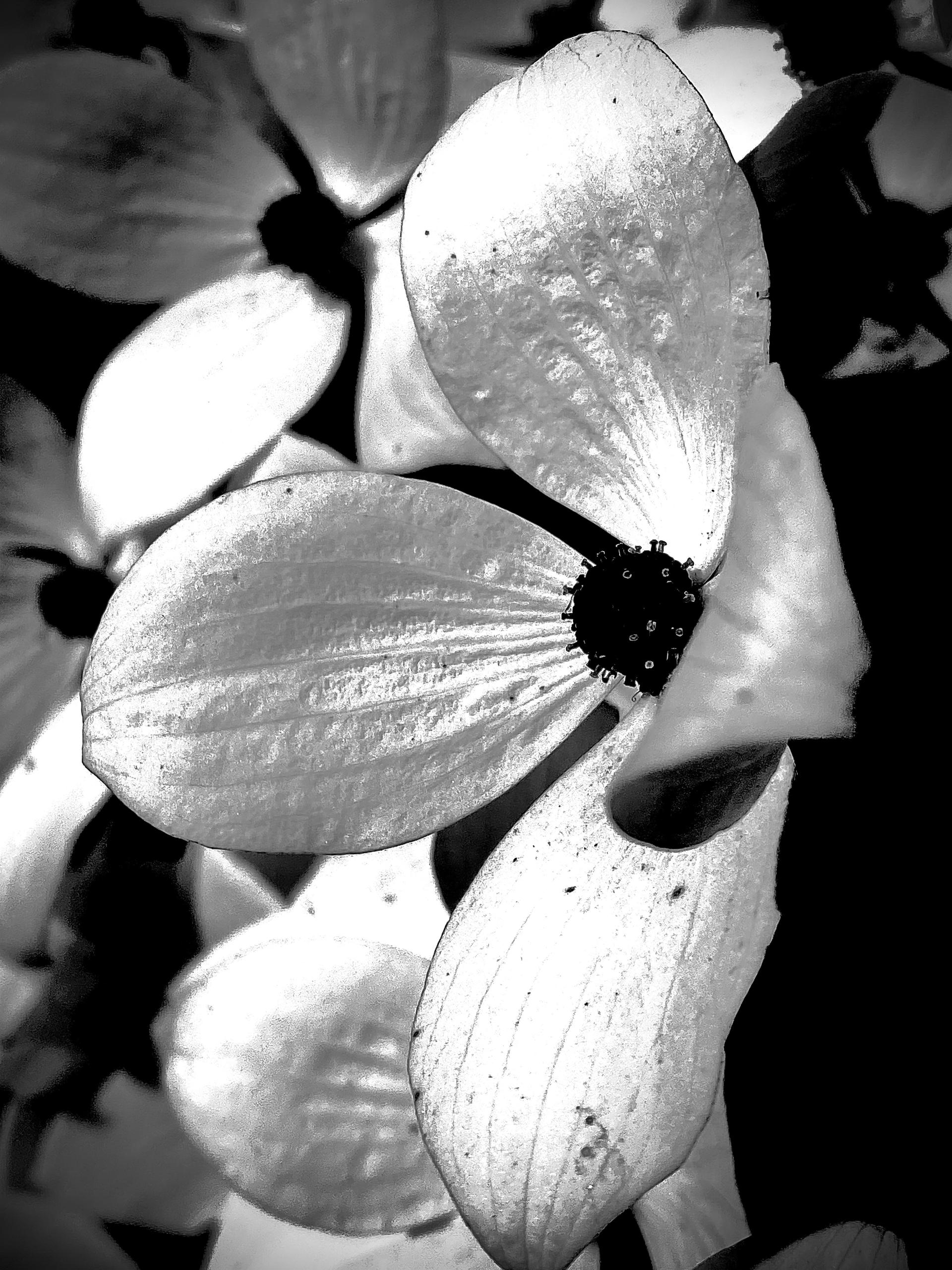 New York Photography Awards Winner - Flowers in white 