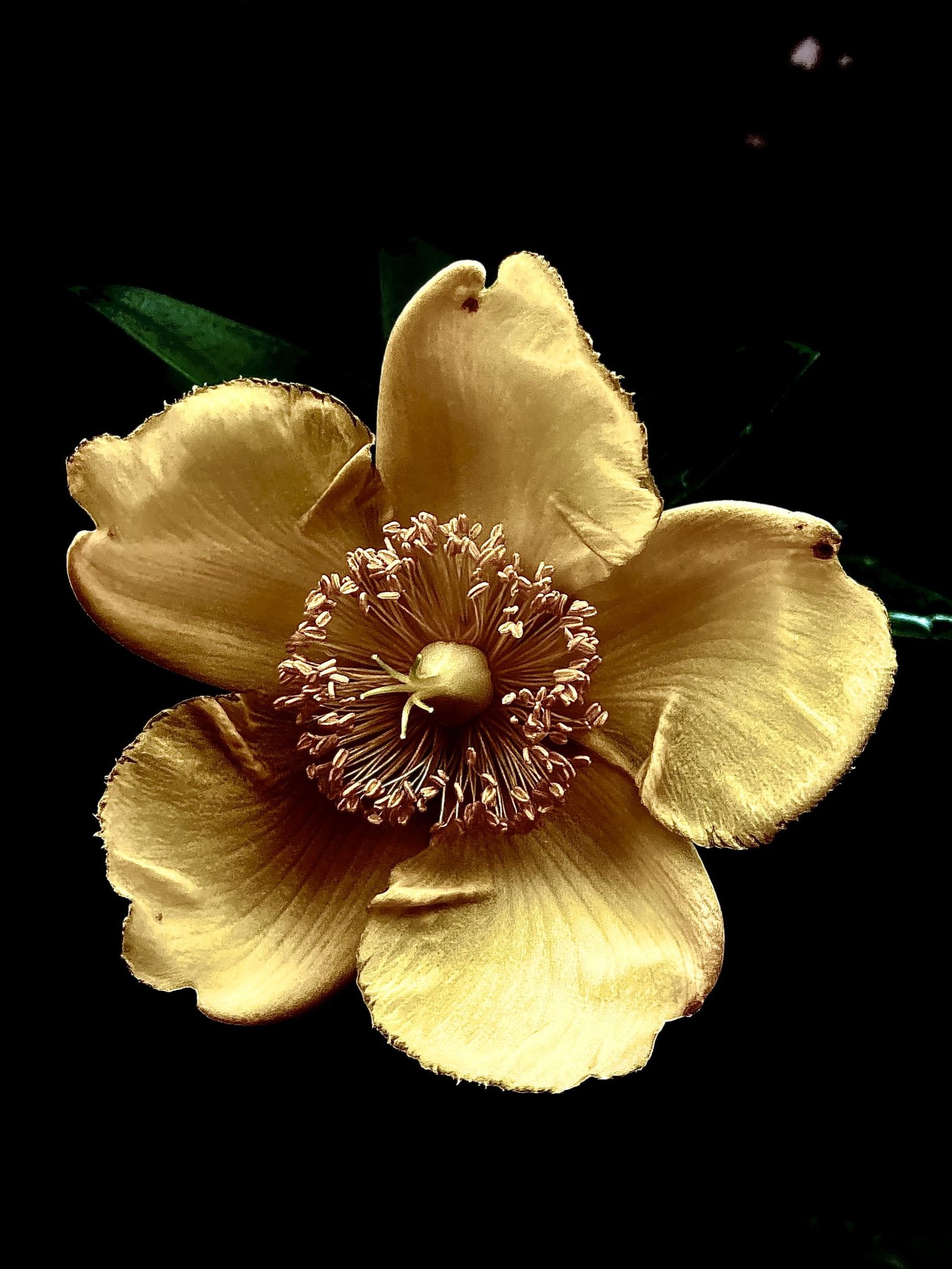 New York Photography Awards Winner - The mother is nature 