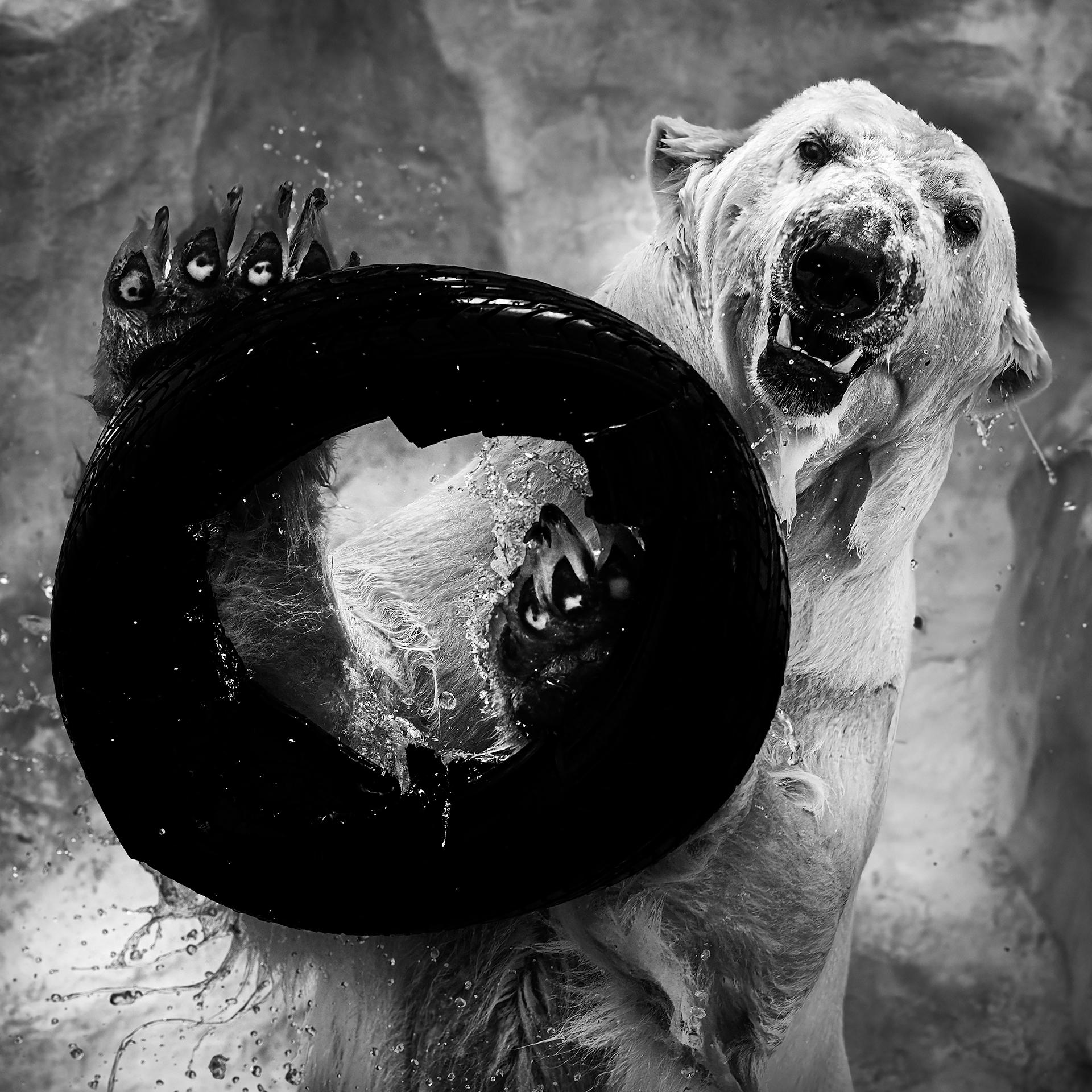 New York Photography Awards Winner - Polar bear
