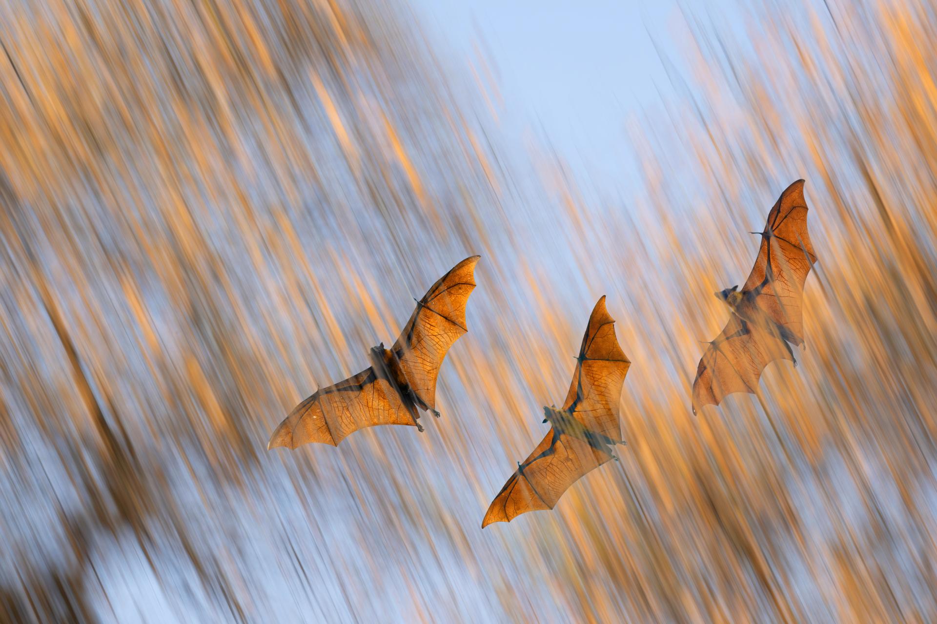 New York Photography Awards Winner - Winged Life