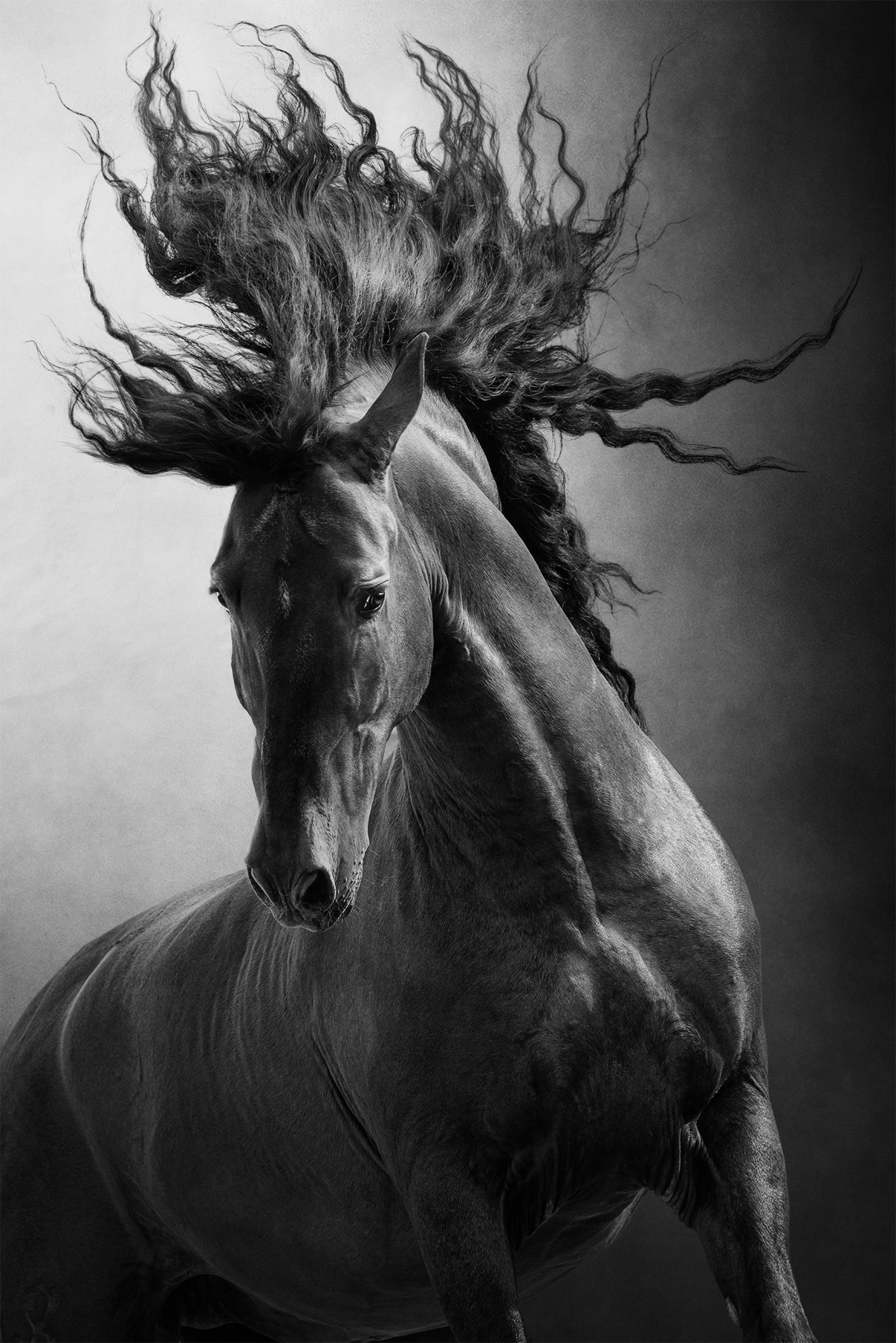 New York Photography Awards Winner - Unbridled