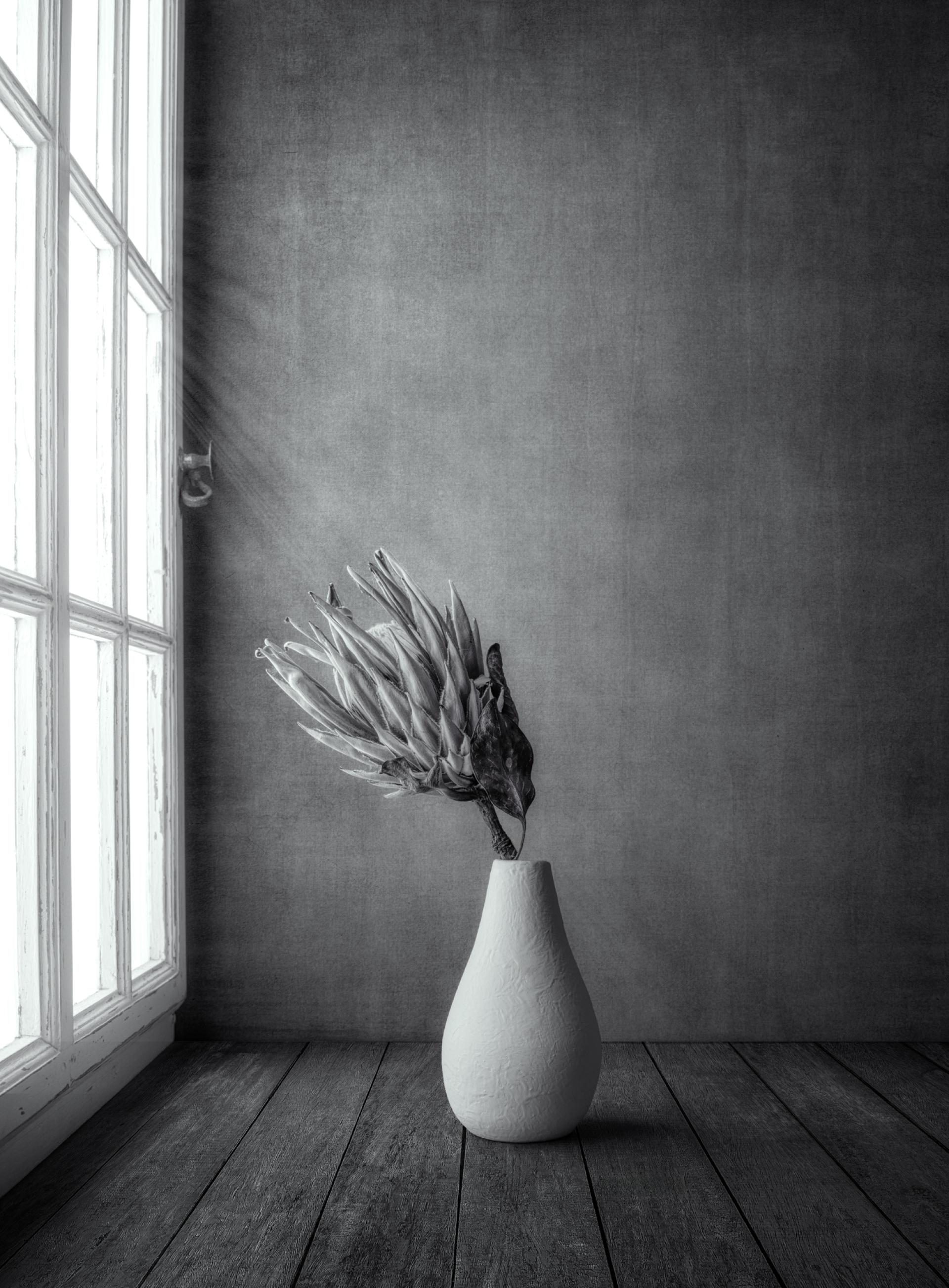 New York Photography Awards Winner - Elegant King Protea in White Vase by Window Light