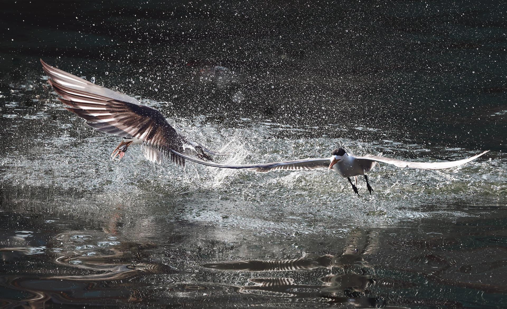 New York Photography Awards Winner - Foraging Crested Tern