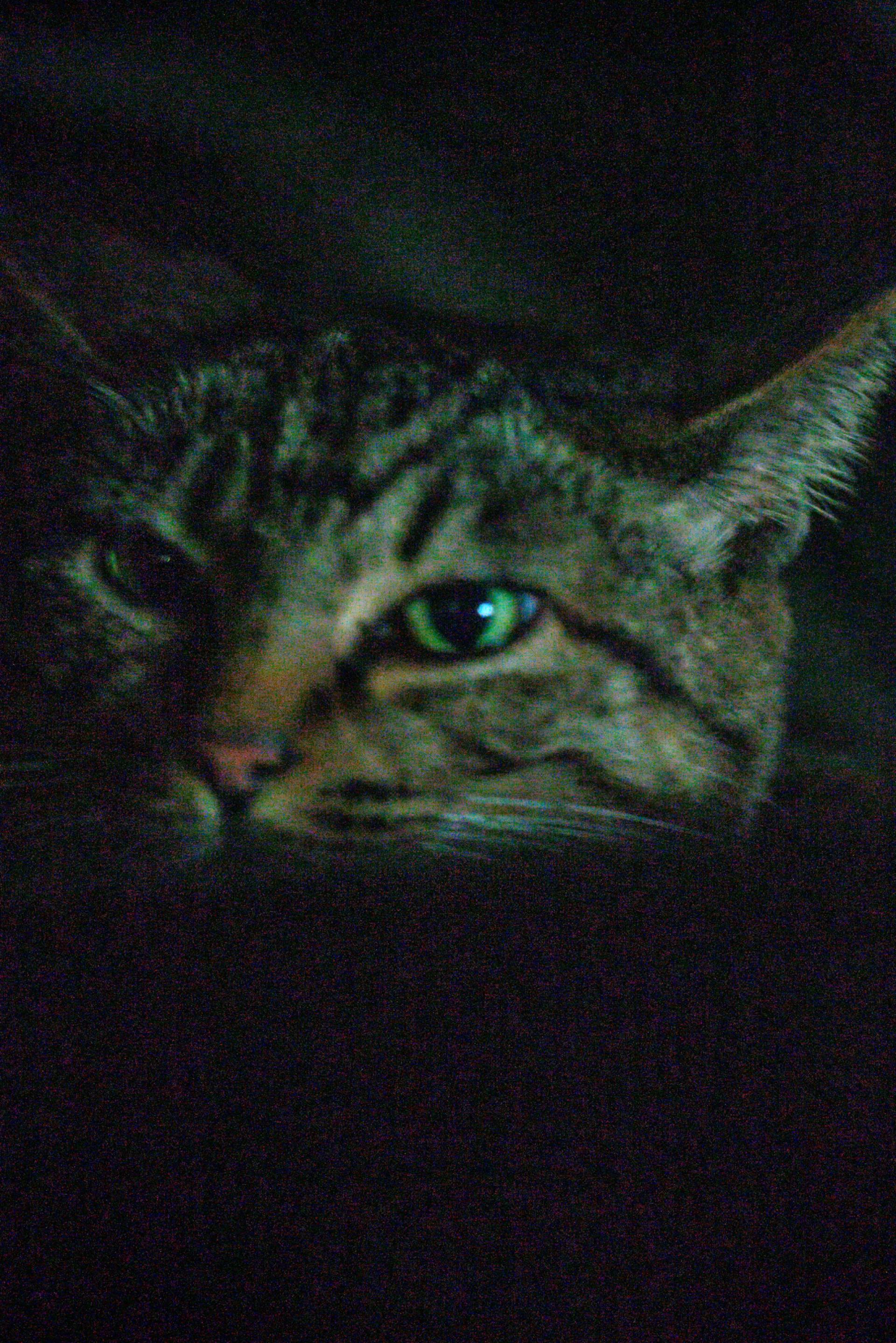 New York Photography Awards Winner - Creature of the night