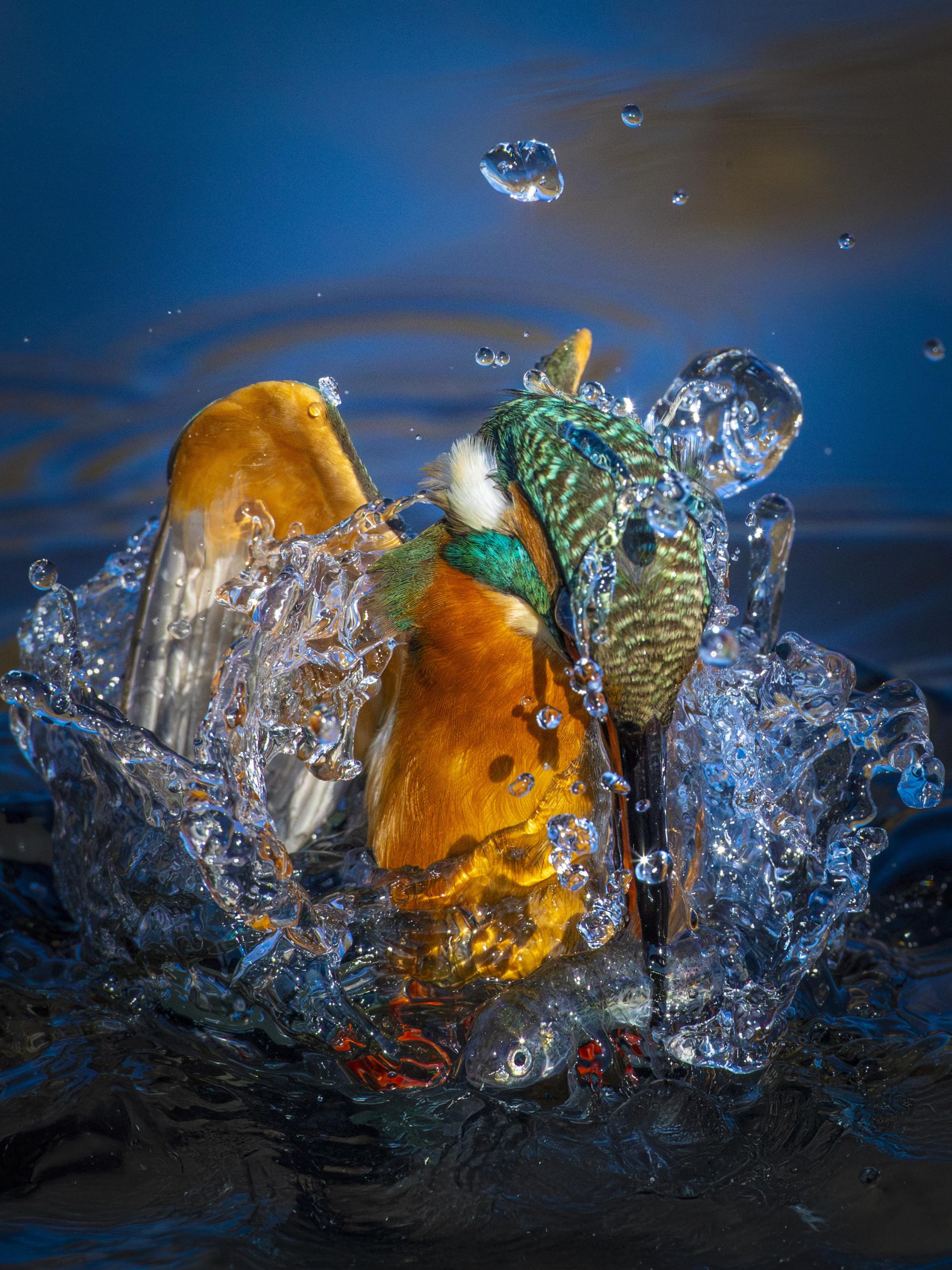 New York Photography Awards Winner -  kingfisher 