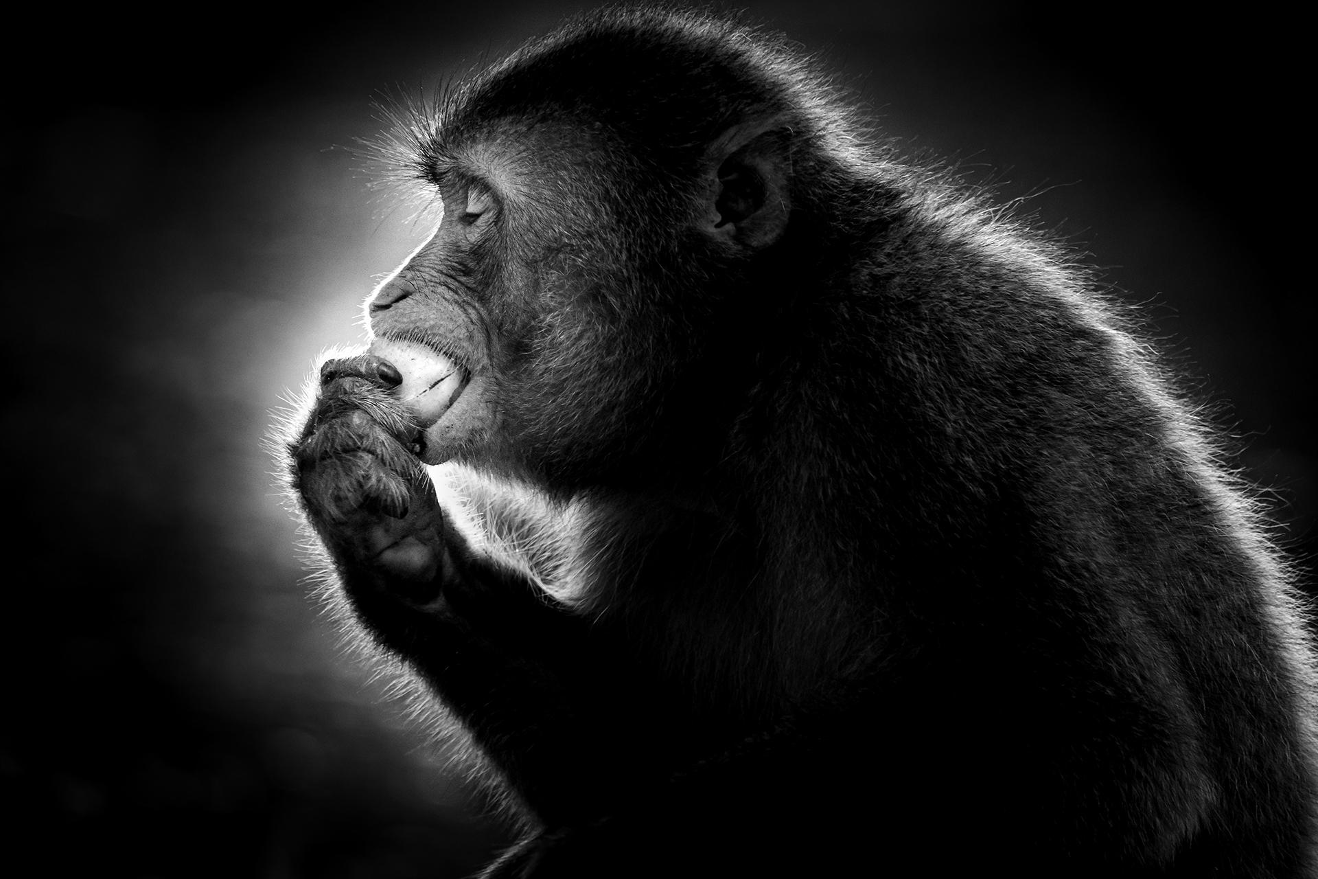 New York Photography Awards Winner - Japanese macaques eating persimmon