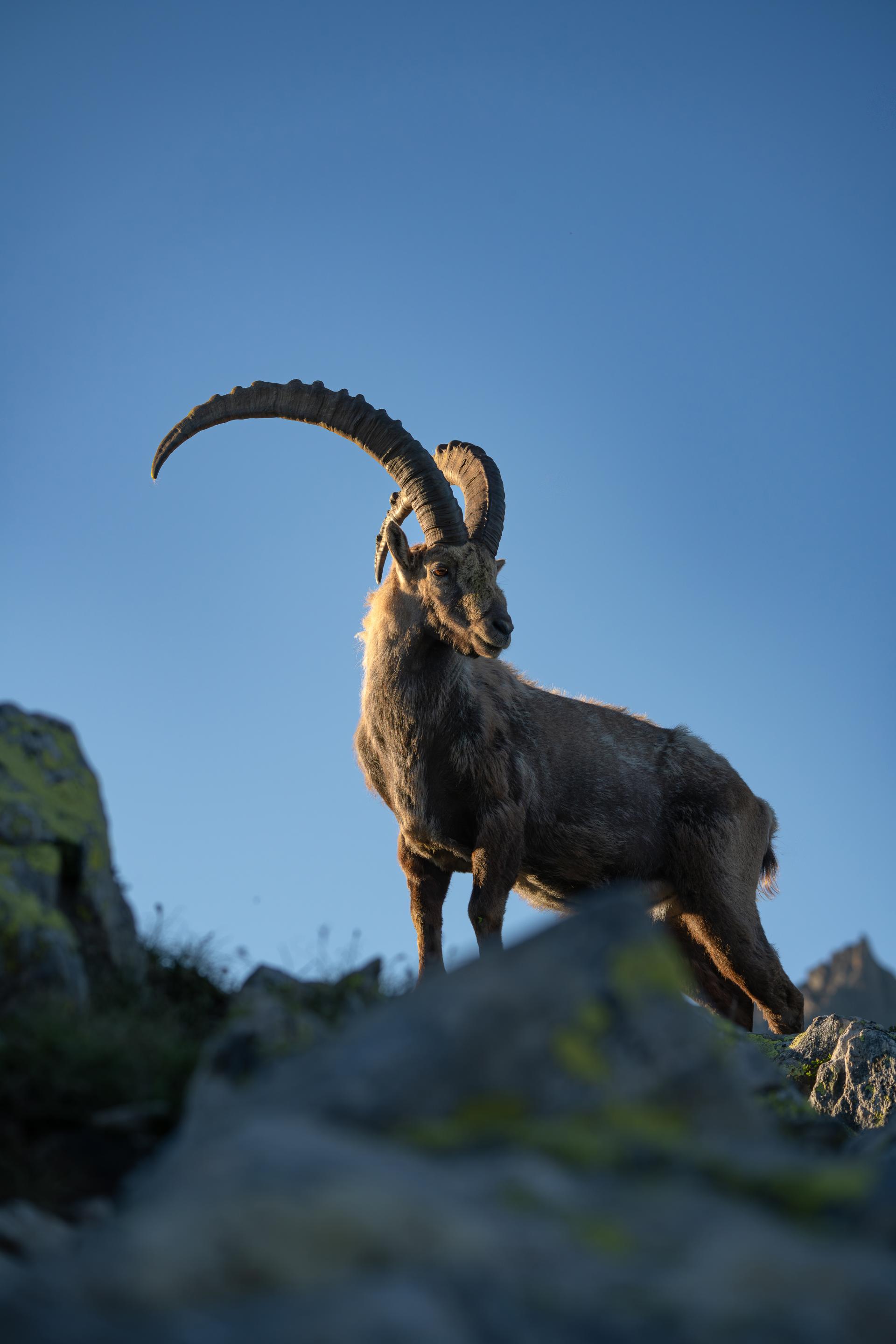 New York Photography Awards Winner - Crowned by the Alps