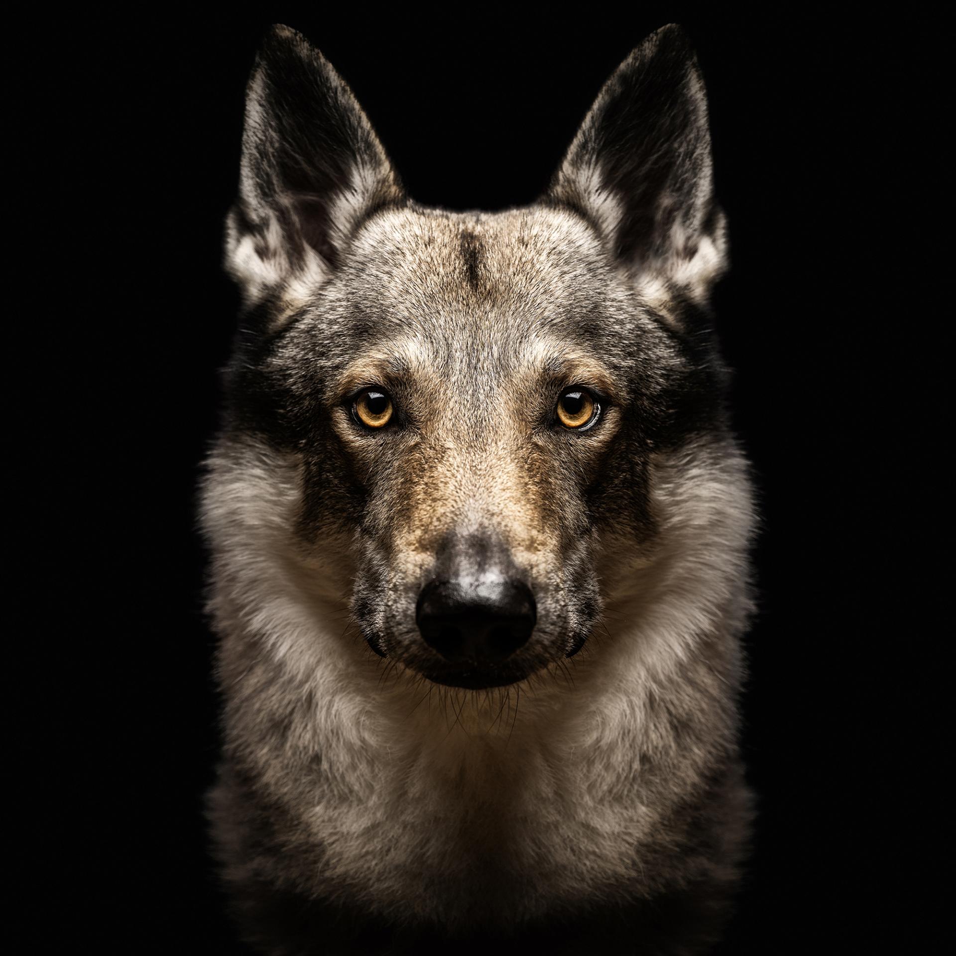 New York Photography Awards Winner - Animalia Humanitas