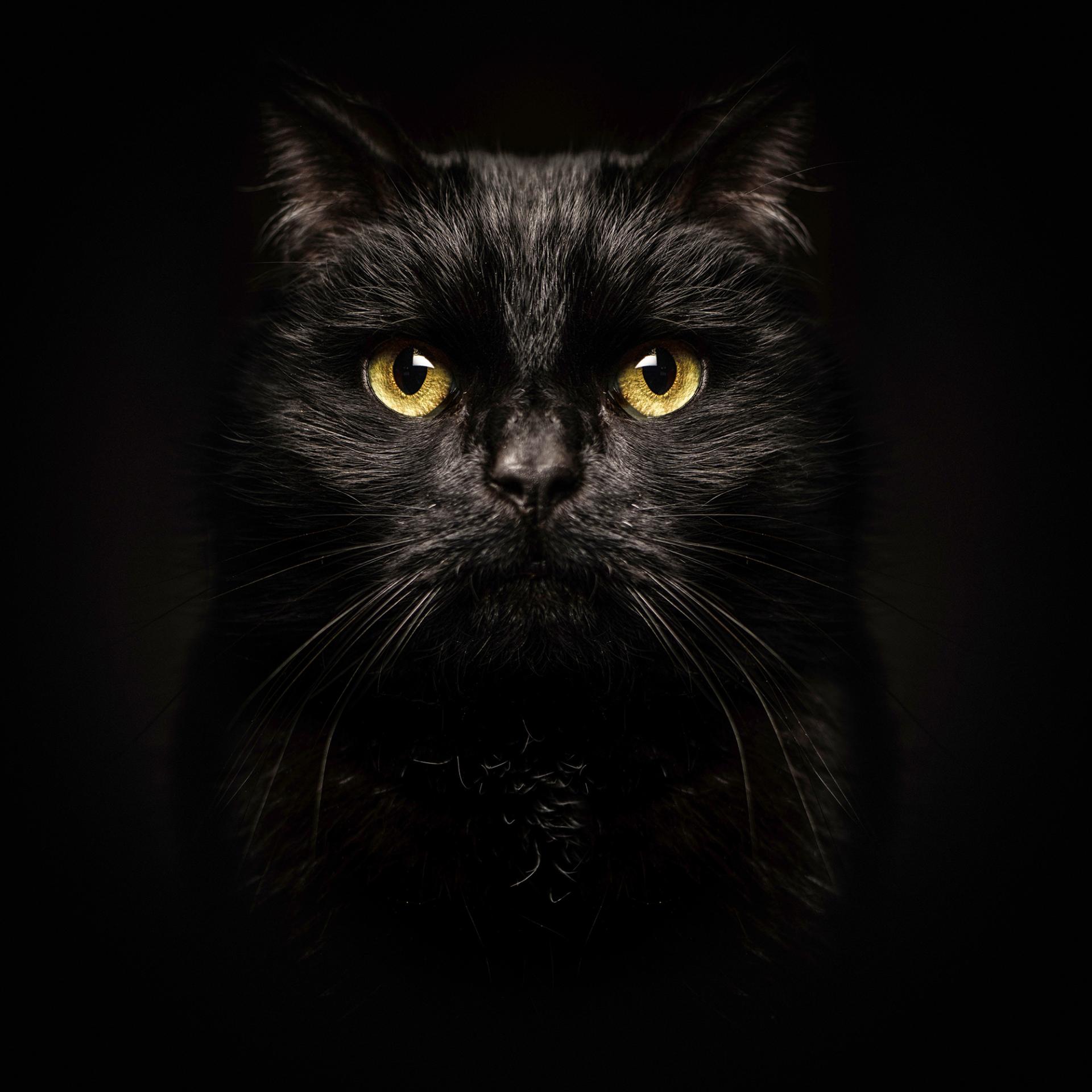 New York Photography Awards Winner - Animalia Humanitas