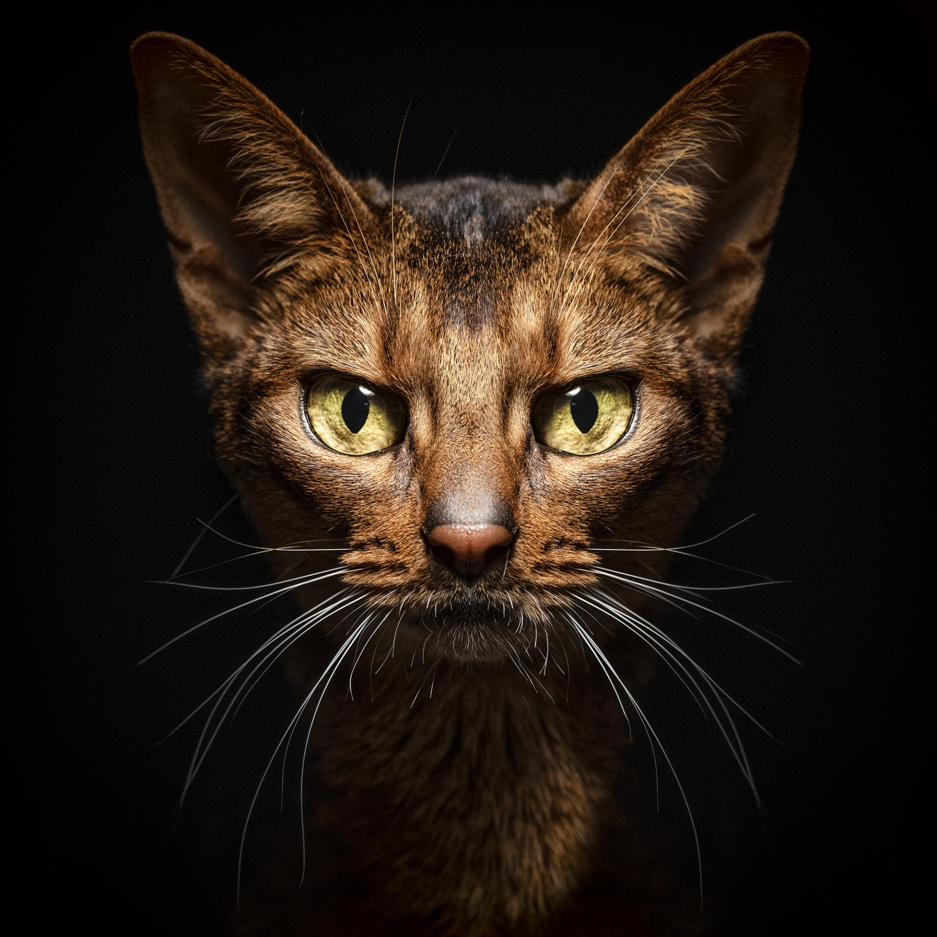 New York Photography Awards Winner - Animalia Humanitas