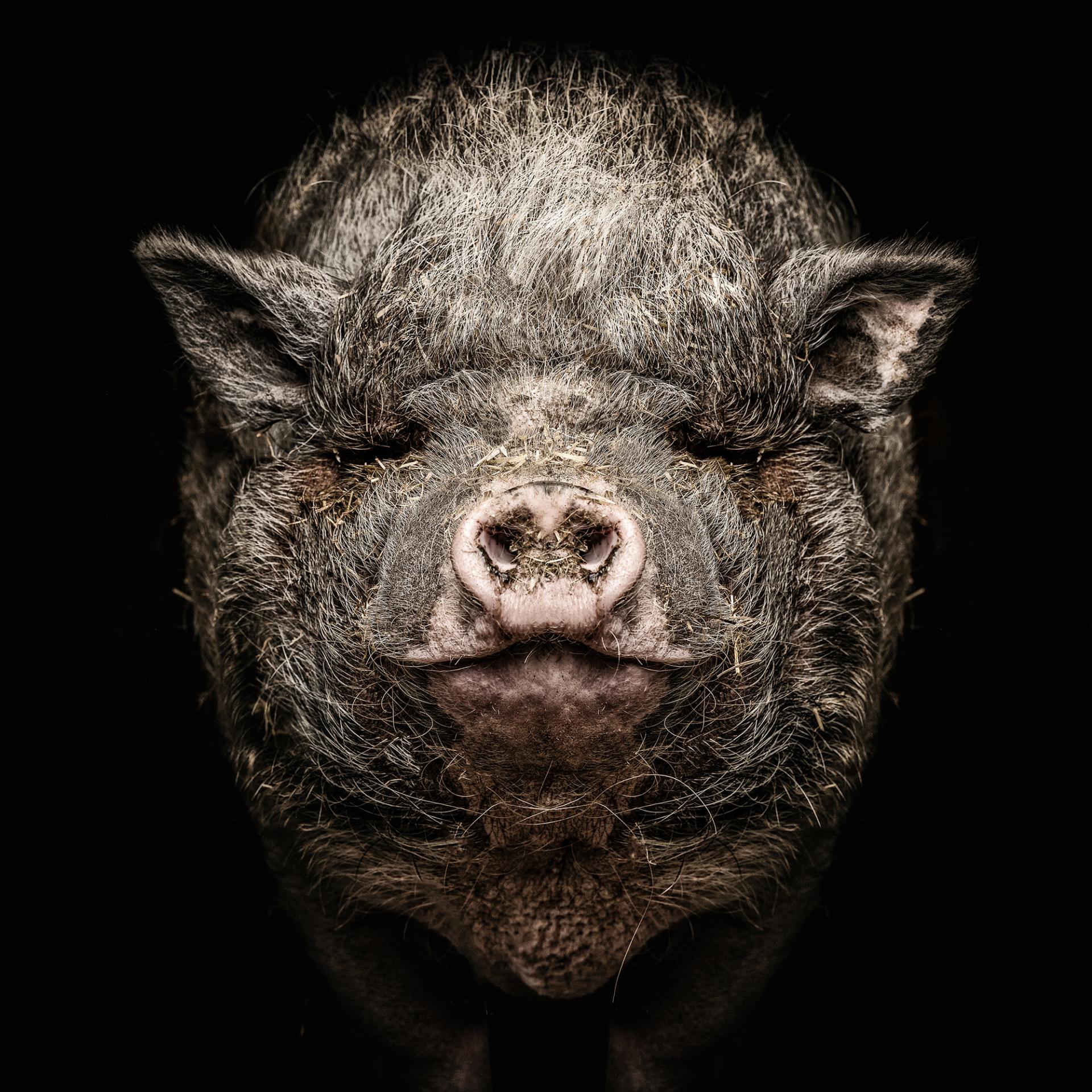 New York Photography Awards Winner - Animalia Humanitas