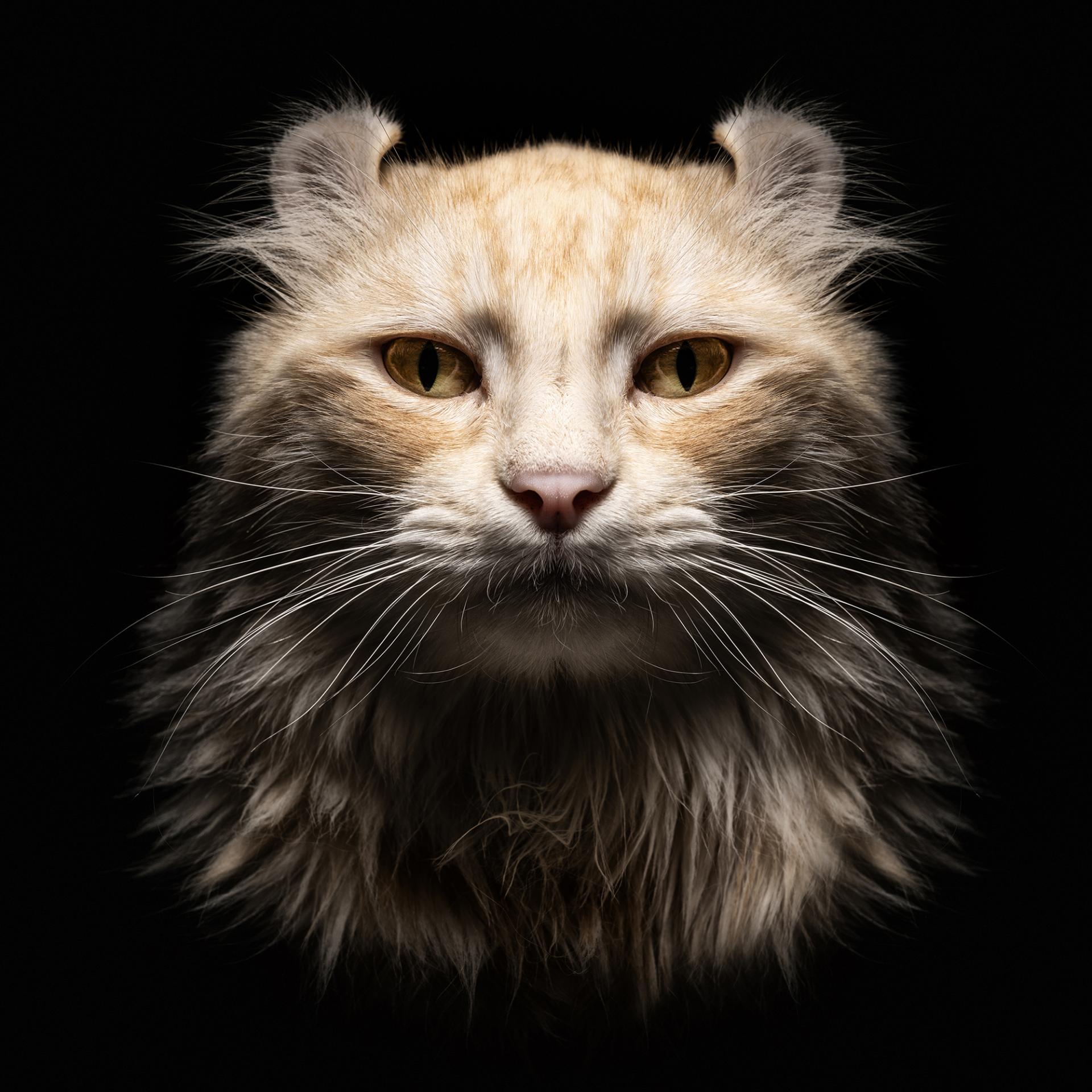 New York Photography Awards Winner - Animalia Humanitas