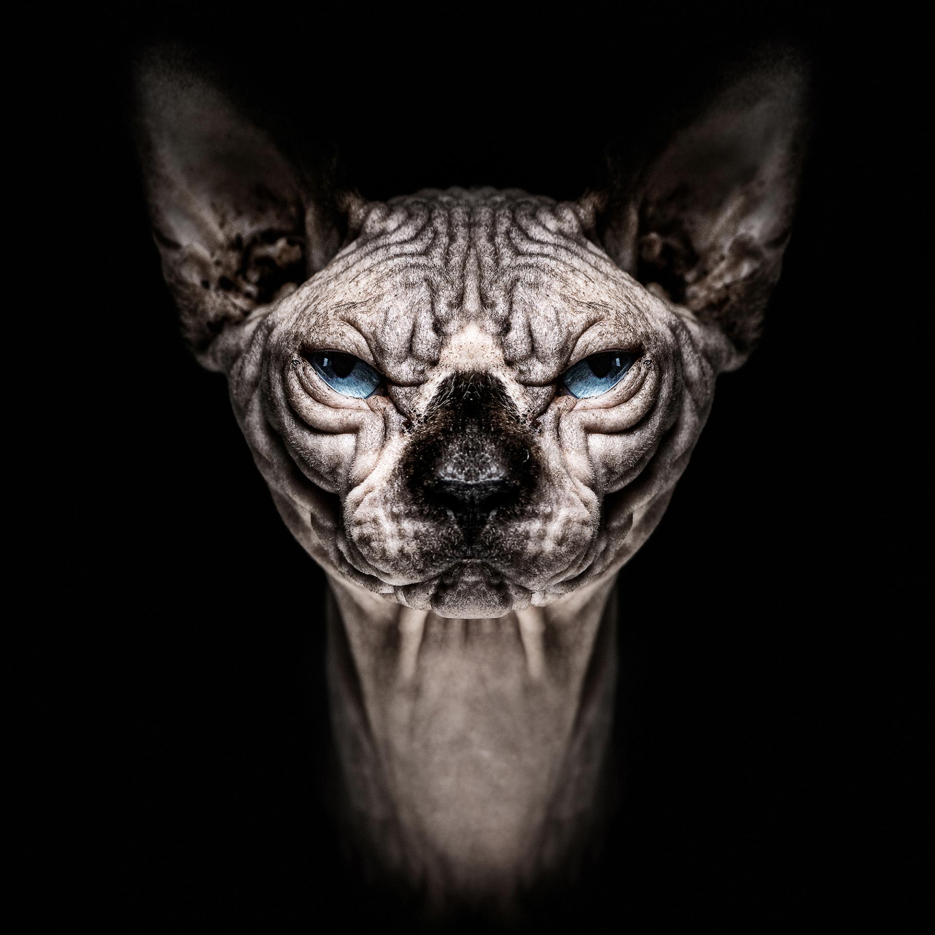 New York Photography Awards Winner - Animalia Humanitas