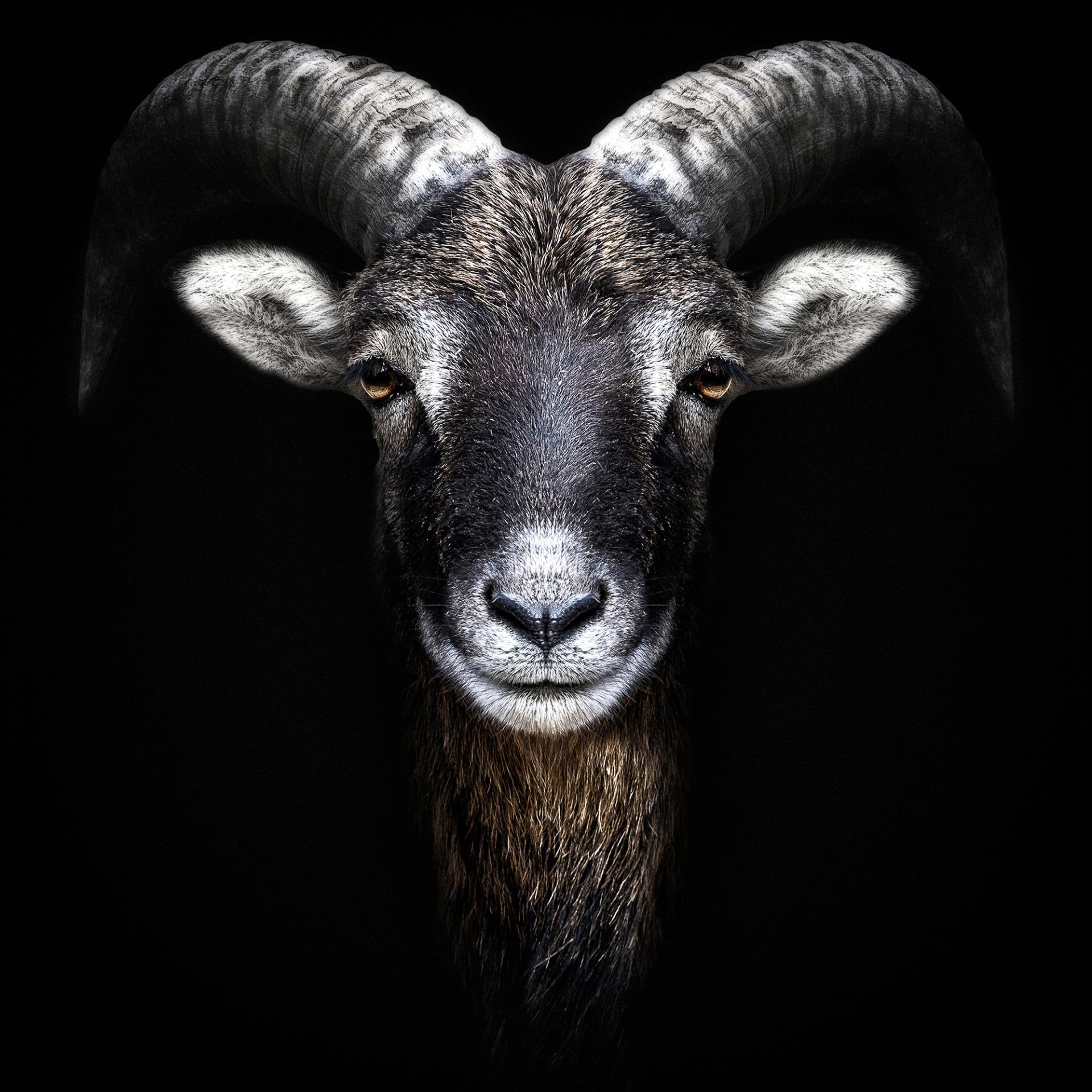 New York Photography Awards Winner - Animalia Humanitas