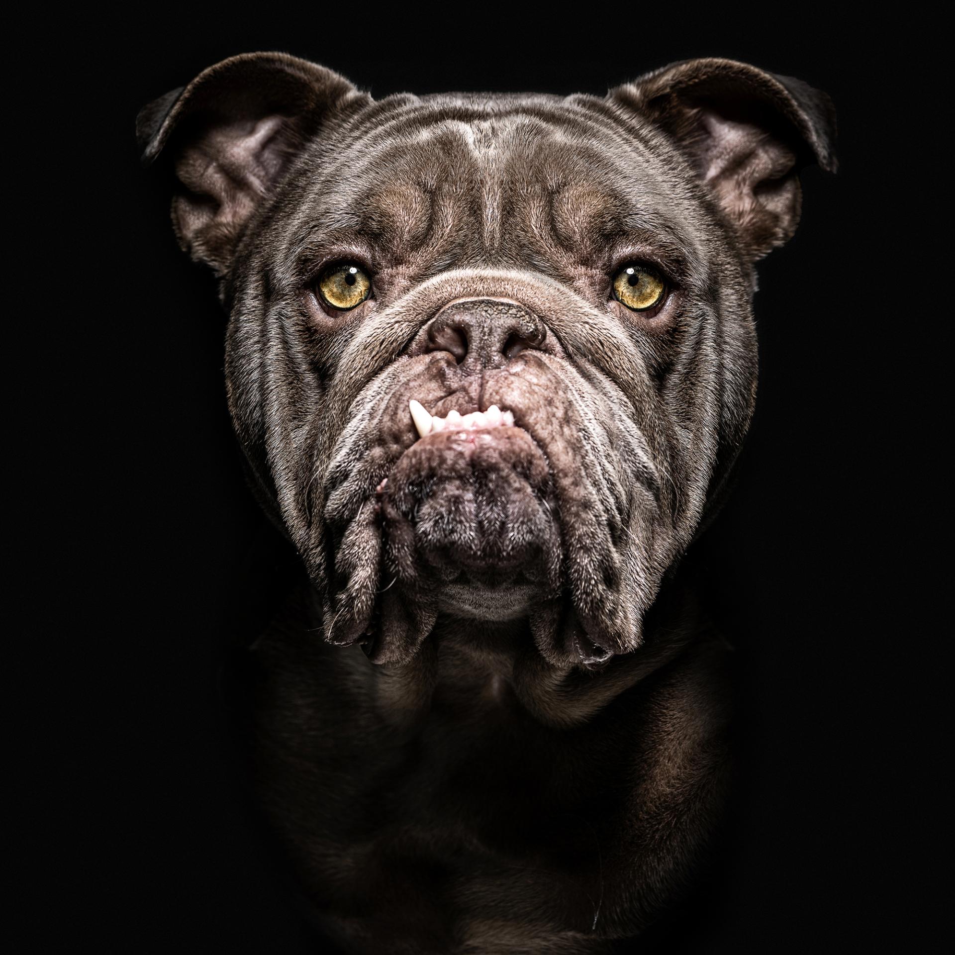 New York Photography Awards Winner - Animalia Humanitas